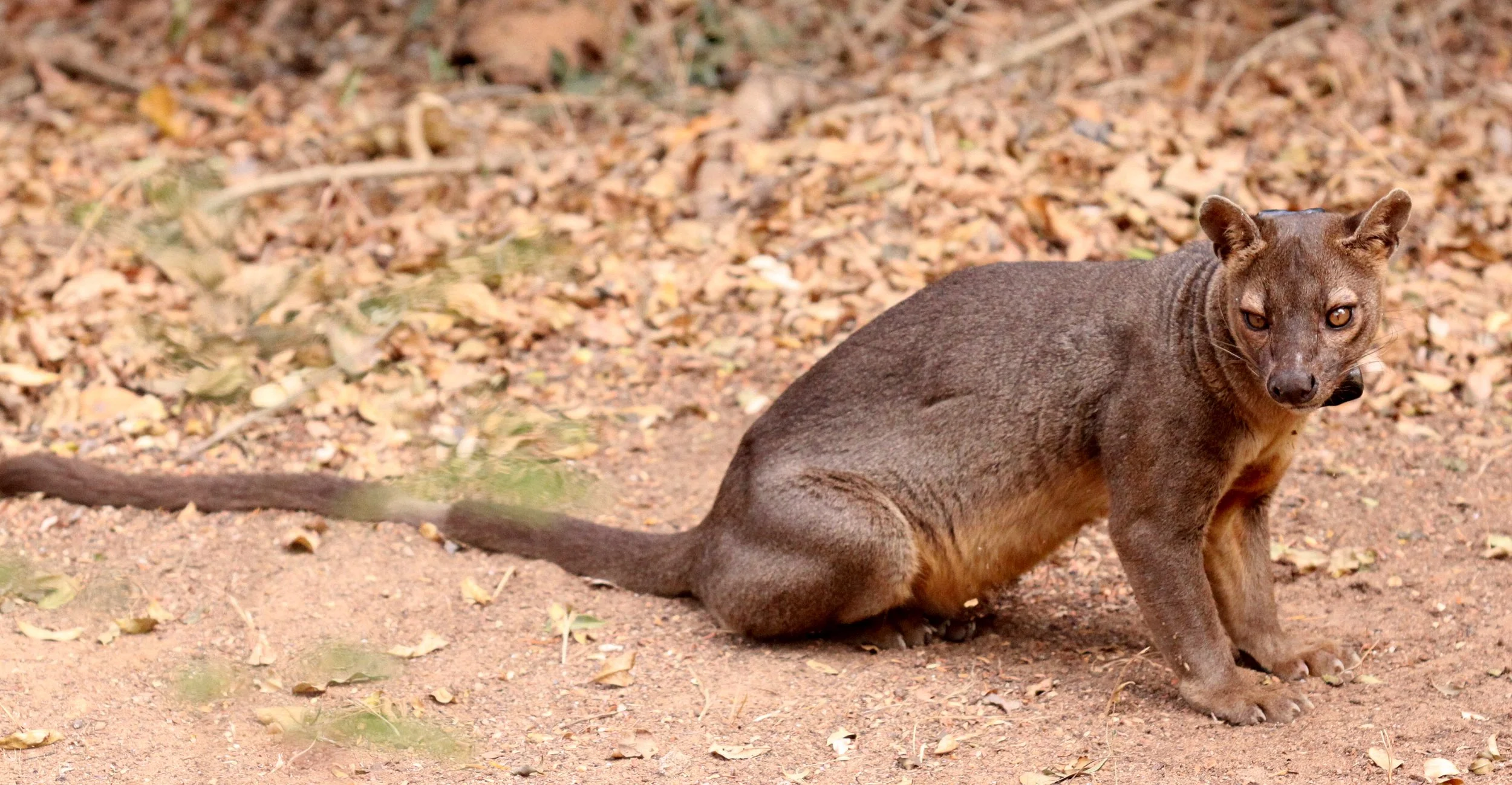 Cryptoprocta ferox - FOSSA - FAMILY EUPLERIDAE - KIRINDY NATIONAL PARK - MADAGASCAR (36).JPG