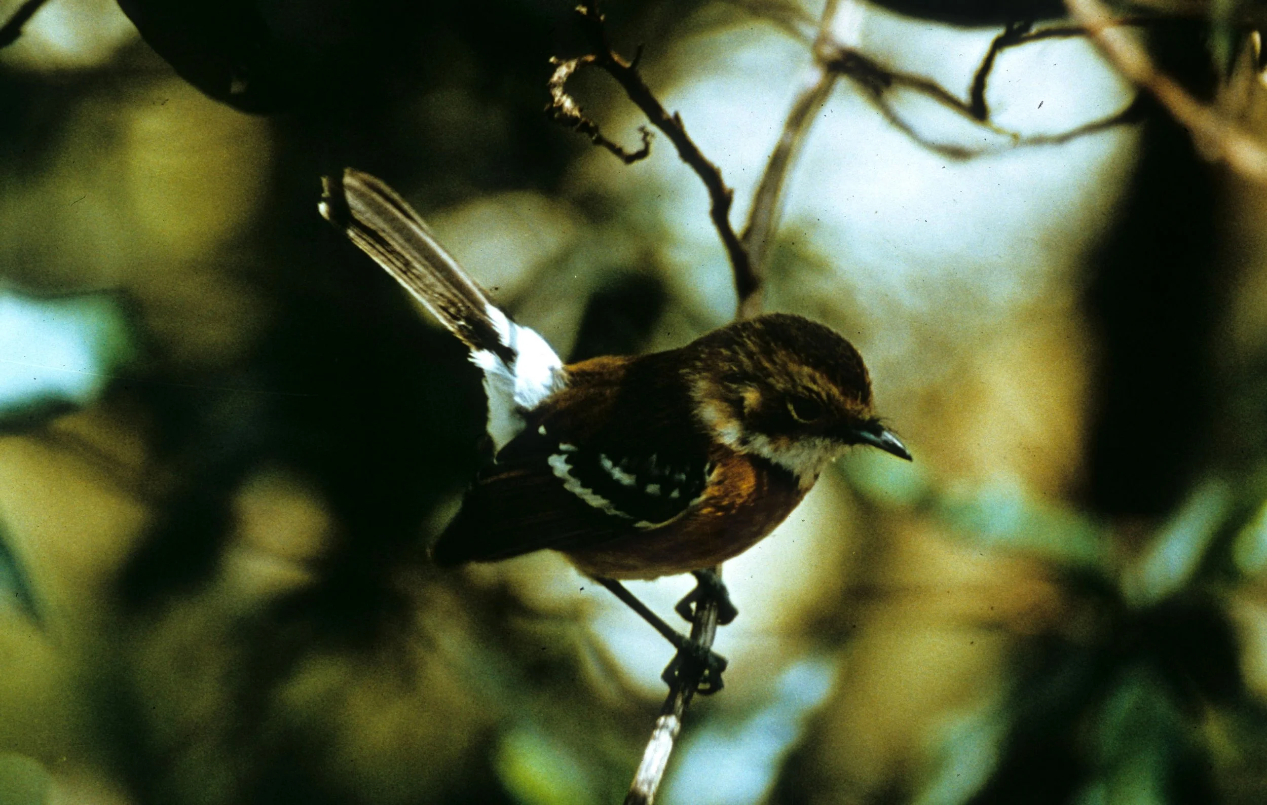 BIRD - ELEPAIO - CHASIEMPIS SANDWICHENSIS.jpg