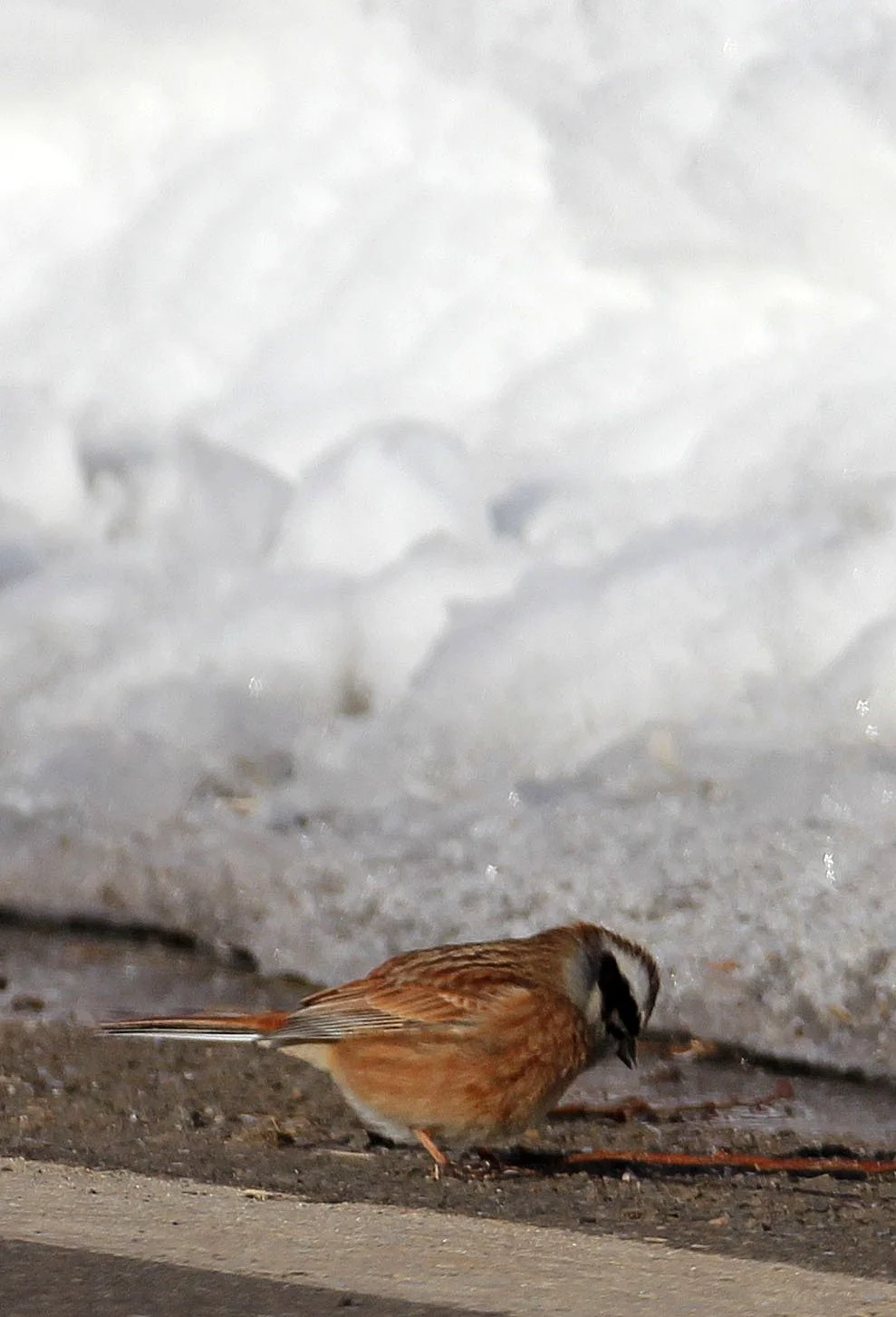 Meadow (Siberian) Bunting (Emberiza cioides) Otowabashi Tsurui Town Hokkaido (5).JPG