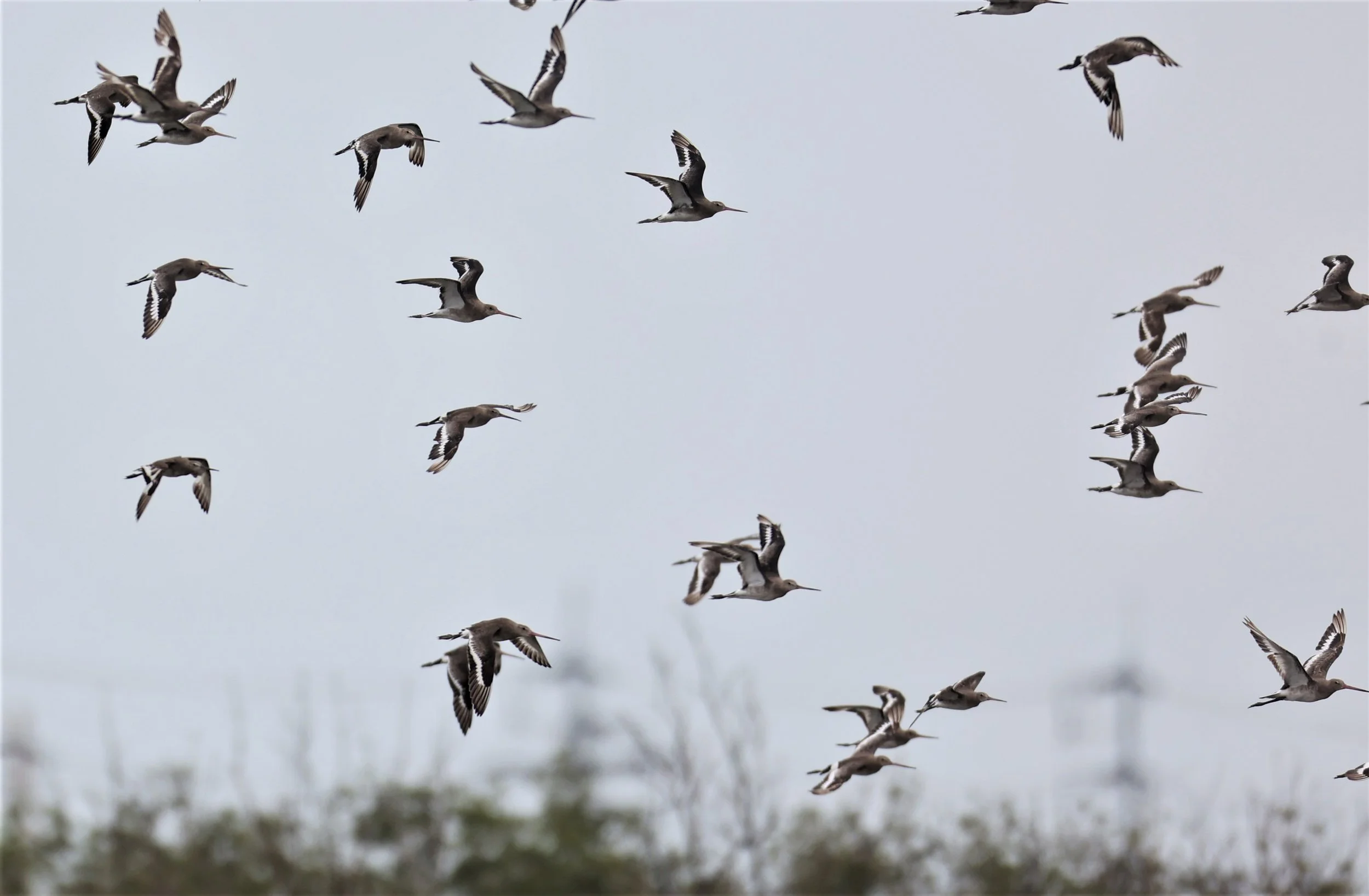 GODWIT - BLACK-TAILED GODWIT - Limosa limosa - BANG PU FOREST RESERVE SEPT 12 2021 (20).jpg