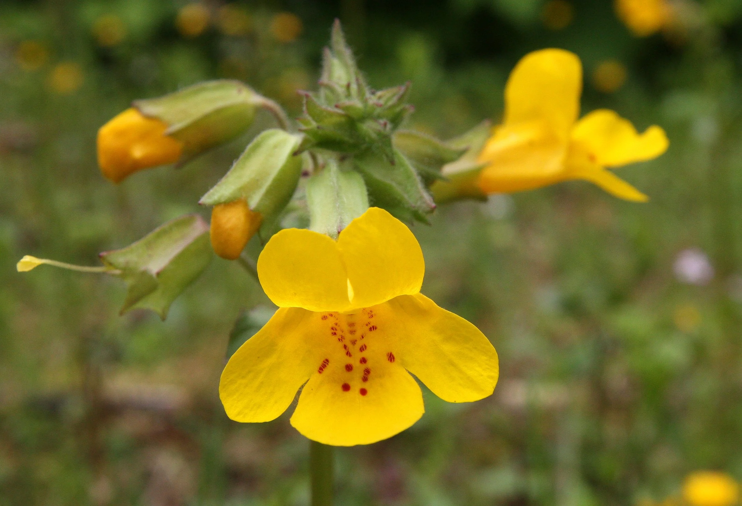 MIMULUS - SPECIES - THOMPSON SOUND BC.JPG