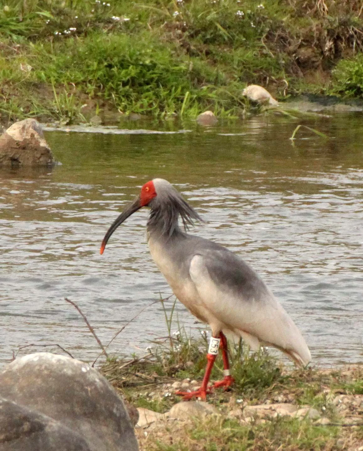 IBIS - CRESTED IBIS - Nipponia nippon - YANG COUNTY SHAANXI PROVINCE CHINA (21).JPG