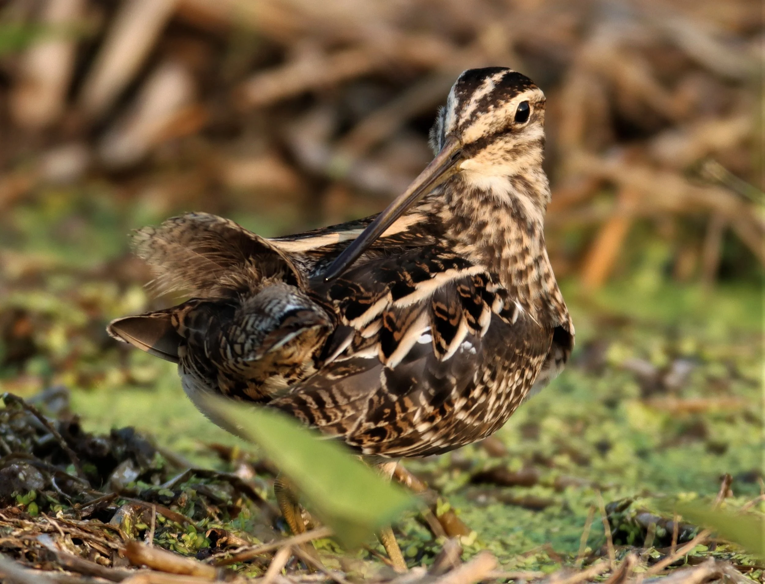 SNIPE - COMMON SNIPE - Gallinago gallinago - LAT KRABANG WETLANDS NEAR BKK (41).jpg