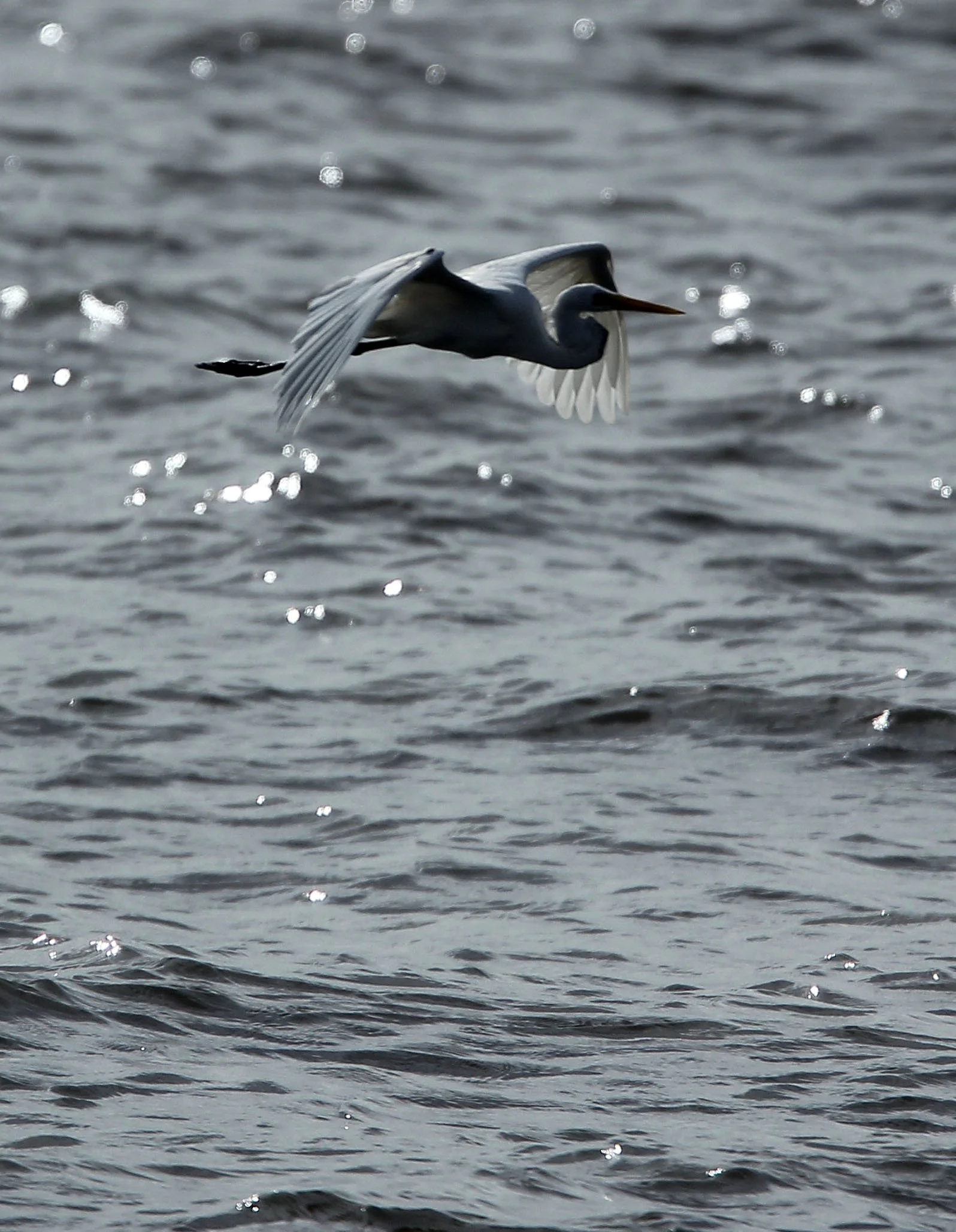 EGRET - INTERMEDIATE EGRET - Mesophoyx intermedia - THA KHAM BANGKOK  (4).JPG