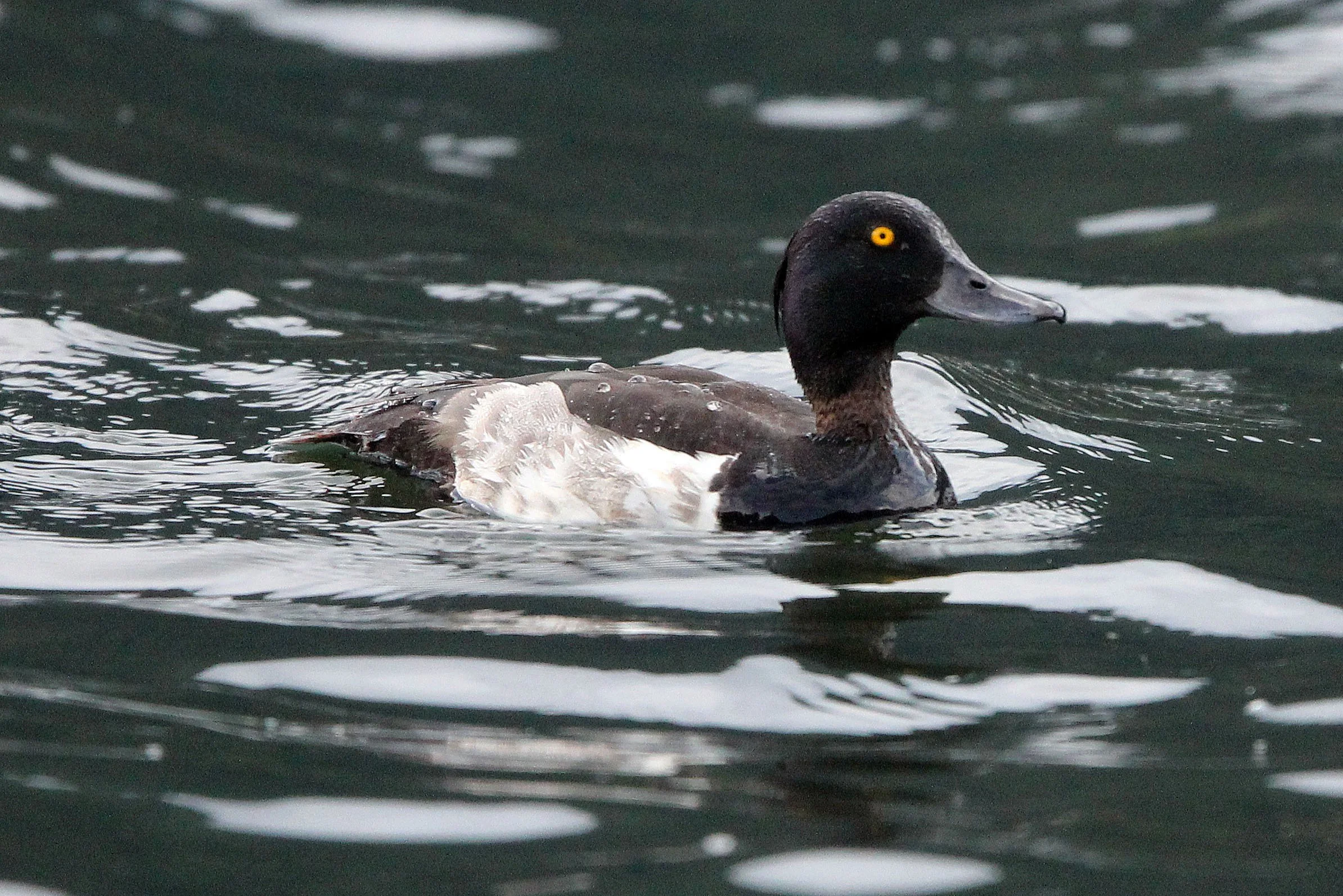 DUCK - TUFTED DUCK - Aythya fuligula - STELVIO NATIONAL PARK ITALY - SAN VALENTINO ALLA MUTA (16).JPG