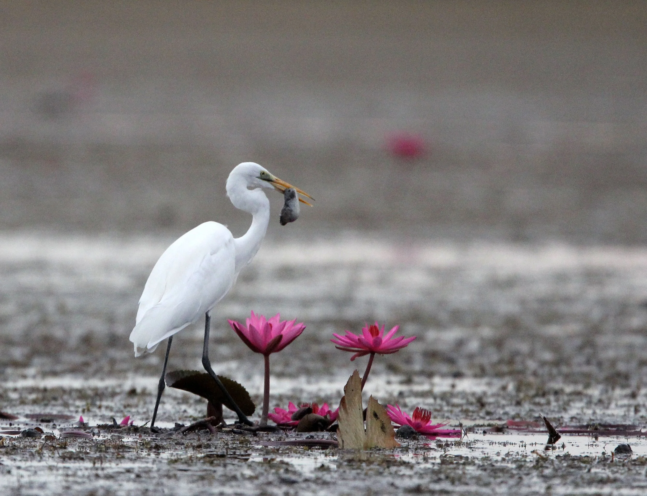 EGRET - EASTERN GREAT EGRET - Ardea (alba) modesta - RED LOTUS SEA  UDON THANI THAILAND (129).JPG