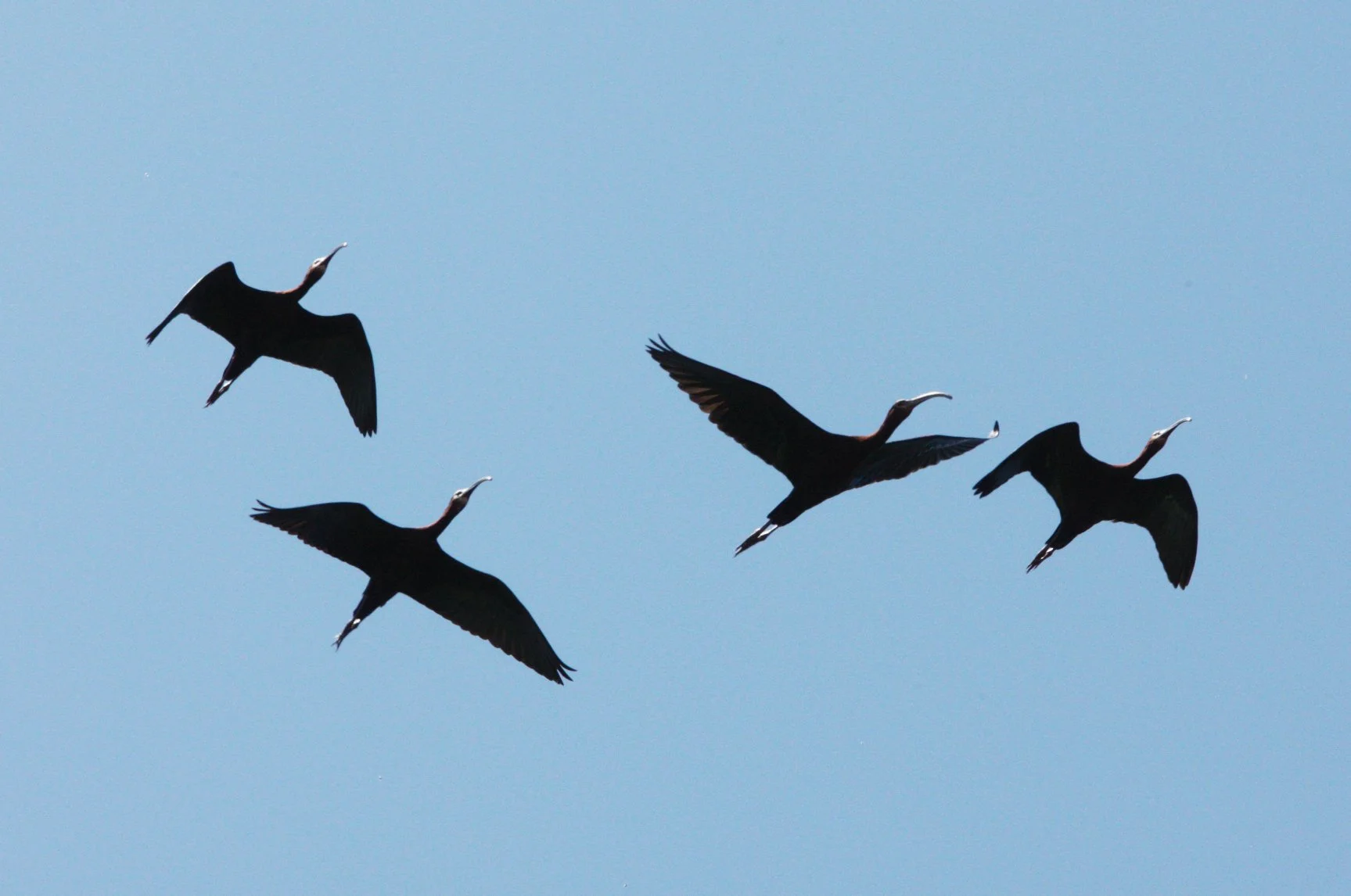 IBIS - WHITE-FACED  IBIS - Plegadis chihi - KERN NATIONAL WILDLIFE REFUGE CALIFORNIA (15).JPG