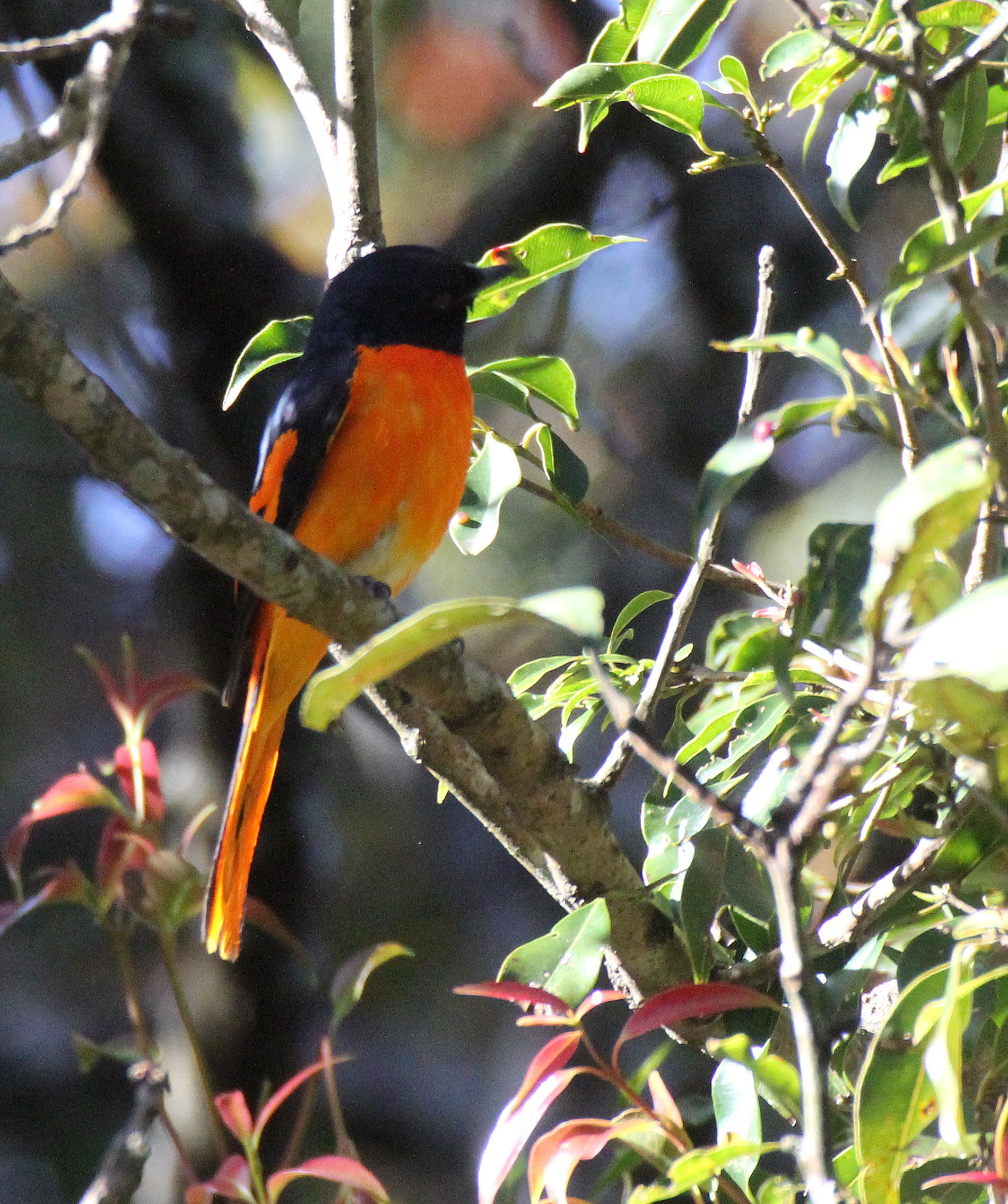 Orange Minivet (Pericrocotus flammeus) Pampadum Shola NP Kerala India (1).JPG