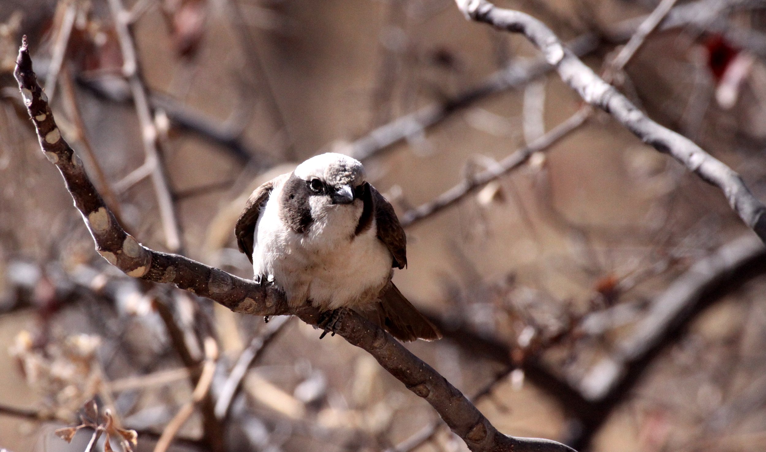 Lesser Grey Shrike (Lanius minor) Etosha NP Namibia