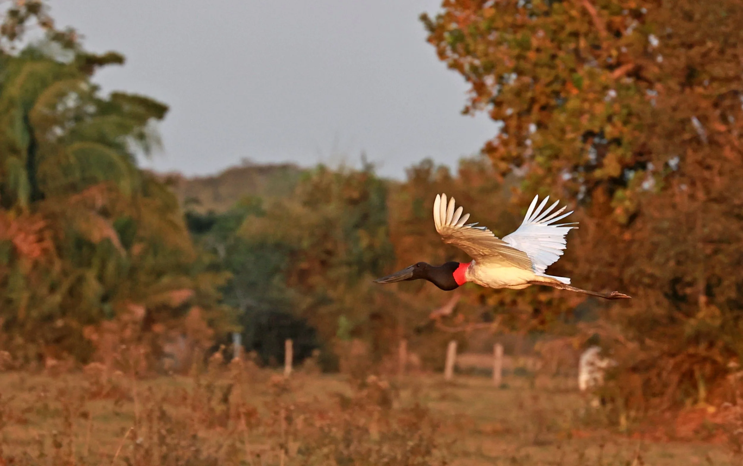 Stork - Jabiru - Jabiru mycteria - Pousada Aguape - Fazenda São José Zona Rural, Aquidauana, Mato Grosso do Sul, Brazil (16).jpg
