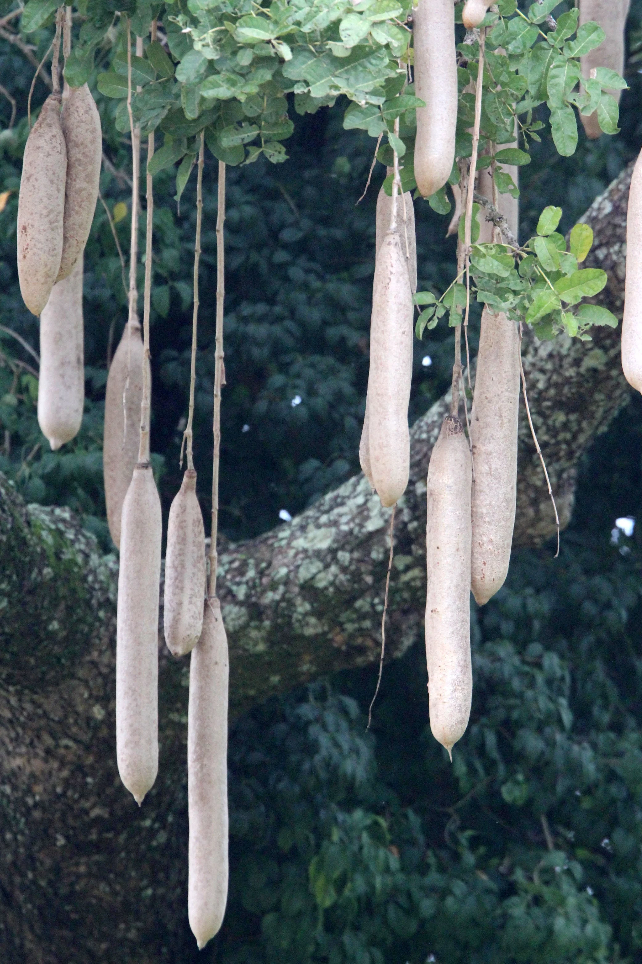 MURCHISON FALLS NATIONAL PARK UGANDA.JPG