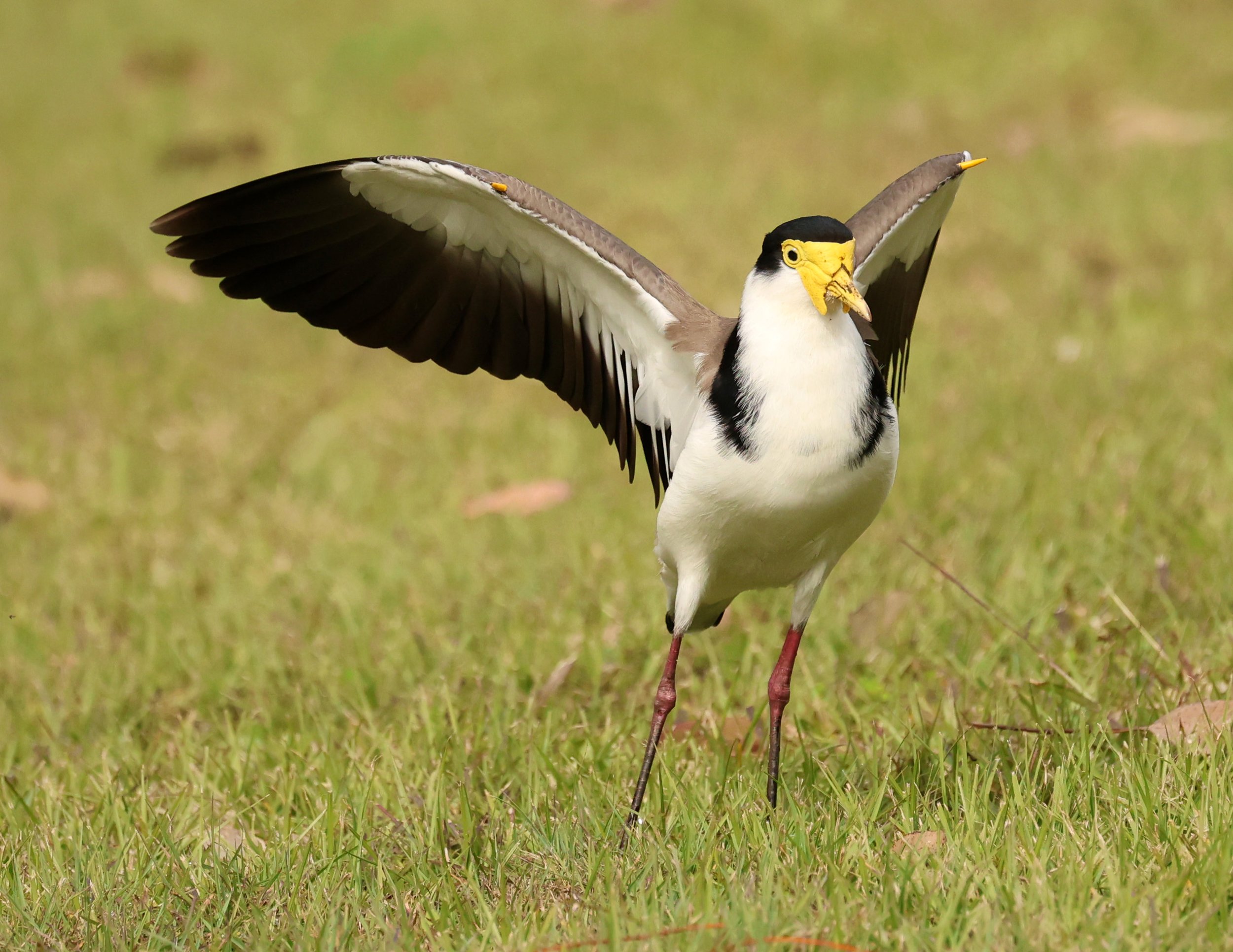 Masked Lapwing (Vanellus miles) Canungra near Lamington NP - Queensland (11).jpg