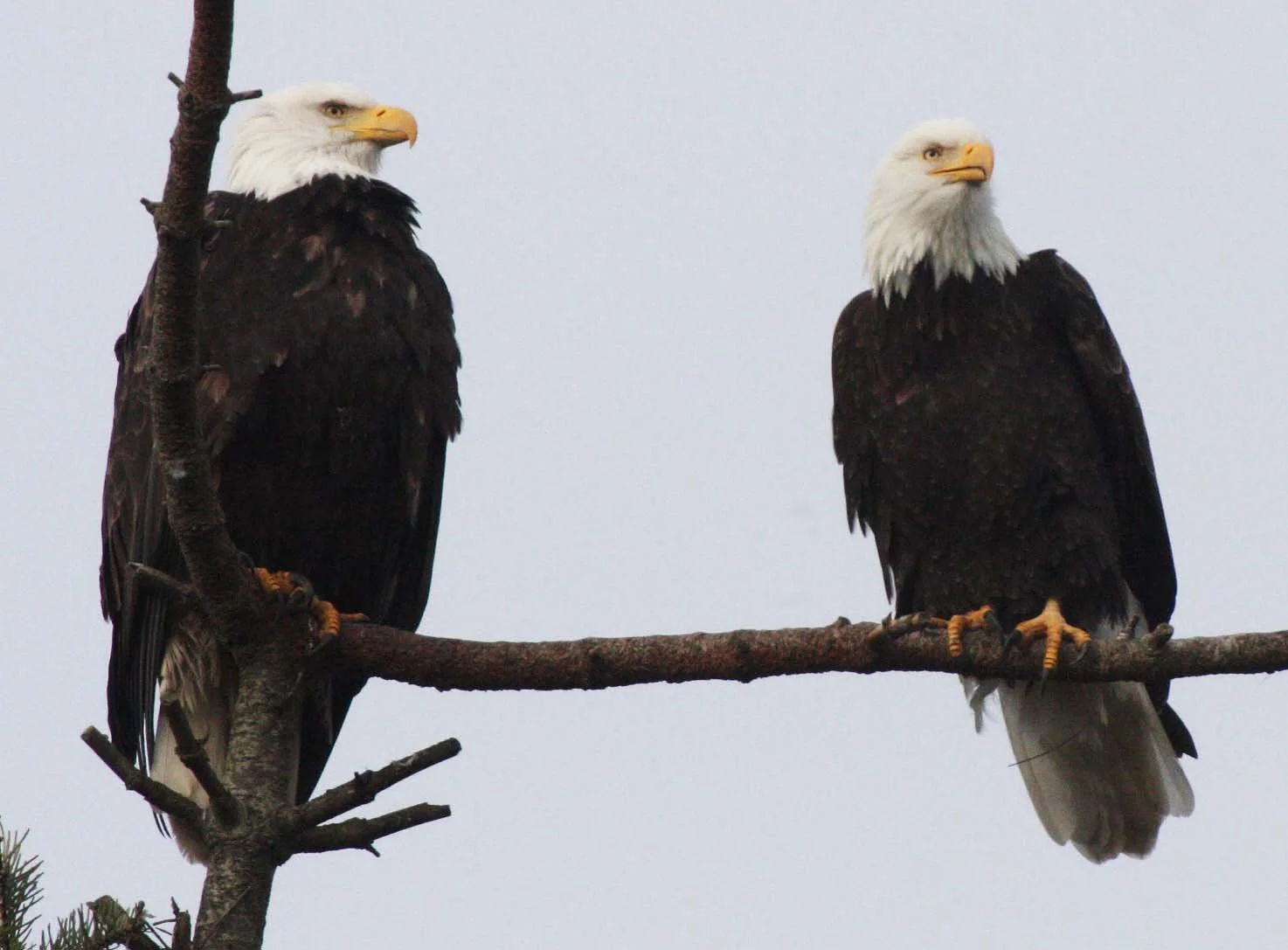 Haliaeetus leucocephalus - AMERICAN BALD EAGLE - MARINE DRIVE SEQUIM WA (17).JPG