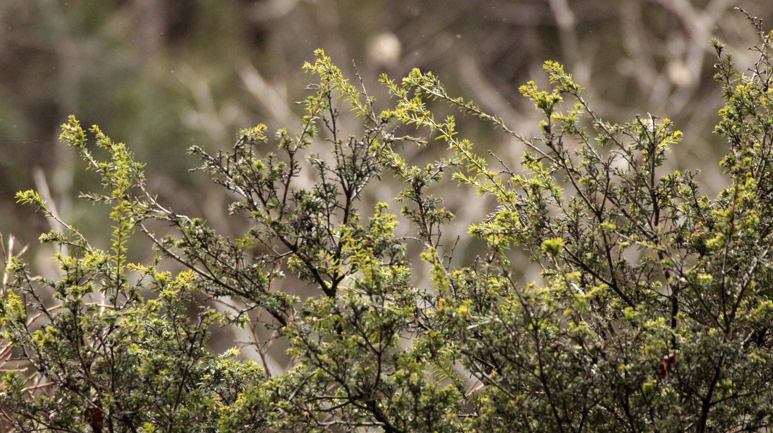 FOPING NATURE RESERVE - SHAANXI PROVINCE CHINA (104).JPG
