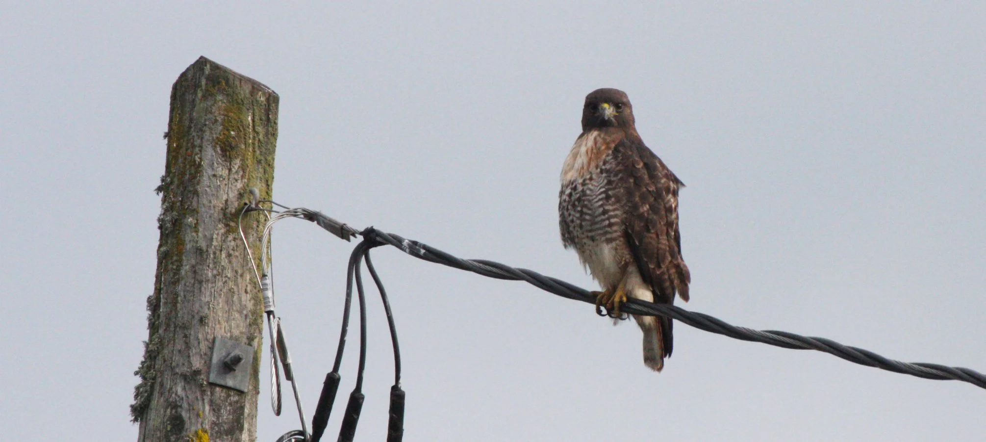 Buteo jamaicensis - RED-TAILED HAWK - JAMESTOWN WA (43).JPG