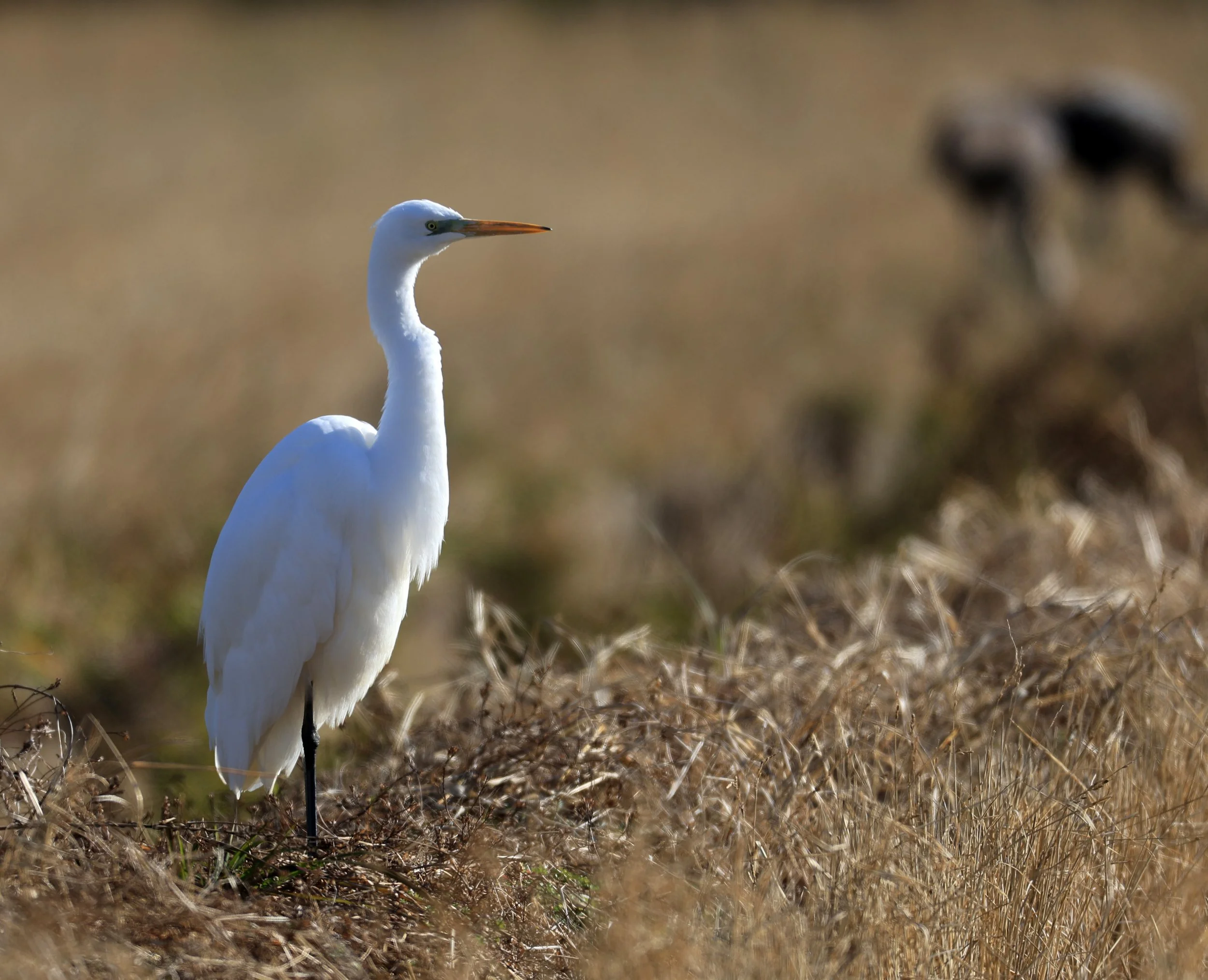 Eastern Great Egret (Subspecies Ardea alba modesta) Izumi Crane Center and Fields Izumi Kagoshima Japan (103).jpg