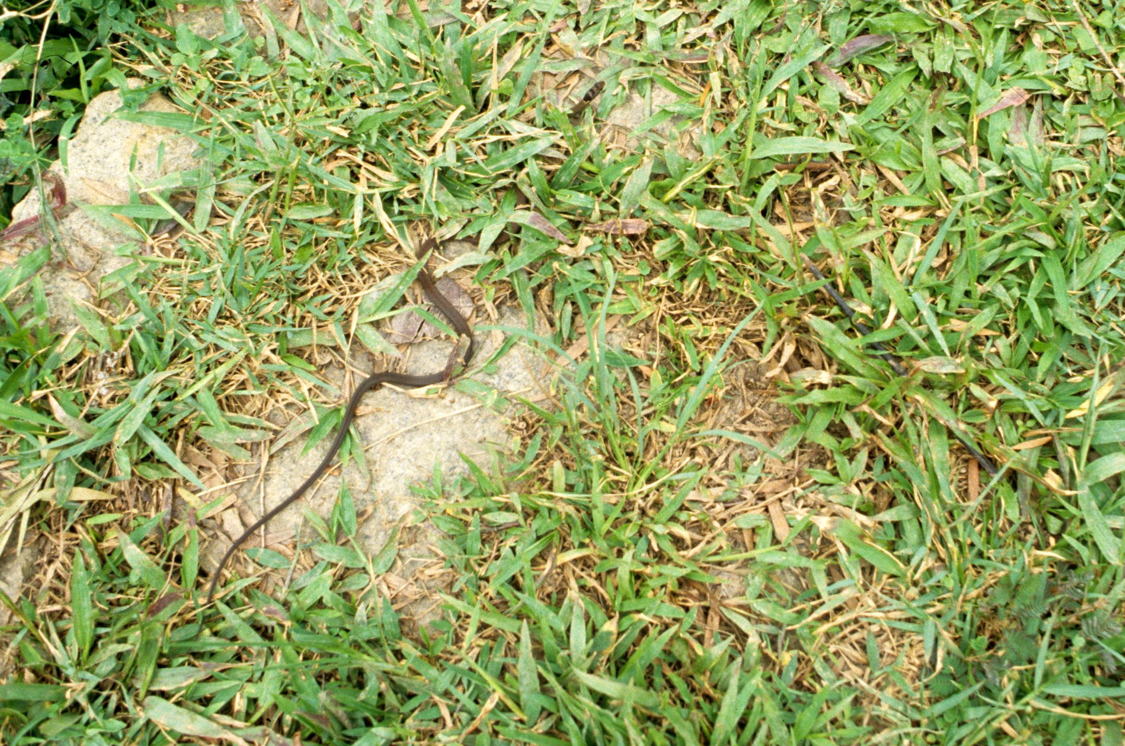 REPTILE - SNAKE - POISONOUS - NAM CAT TIEN.jpg
