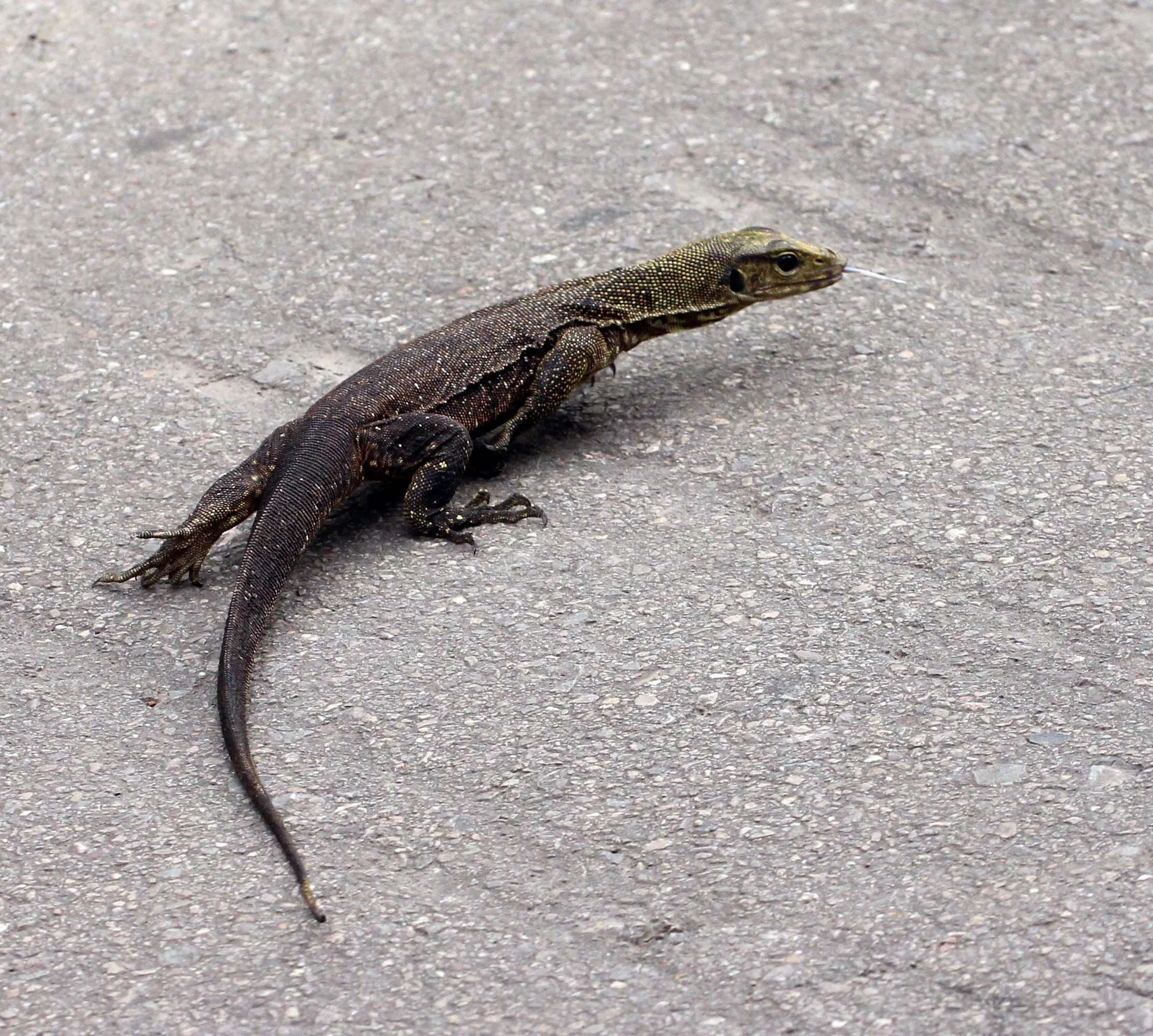 2013 KOH LANTA - OCTOBER BREAK 2013 (207).JPG