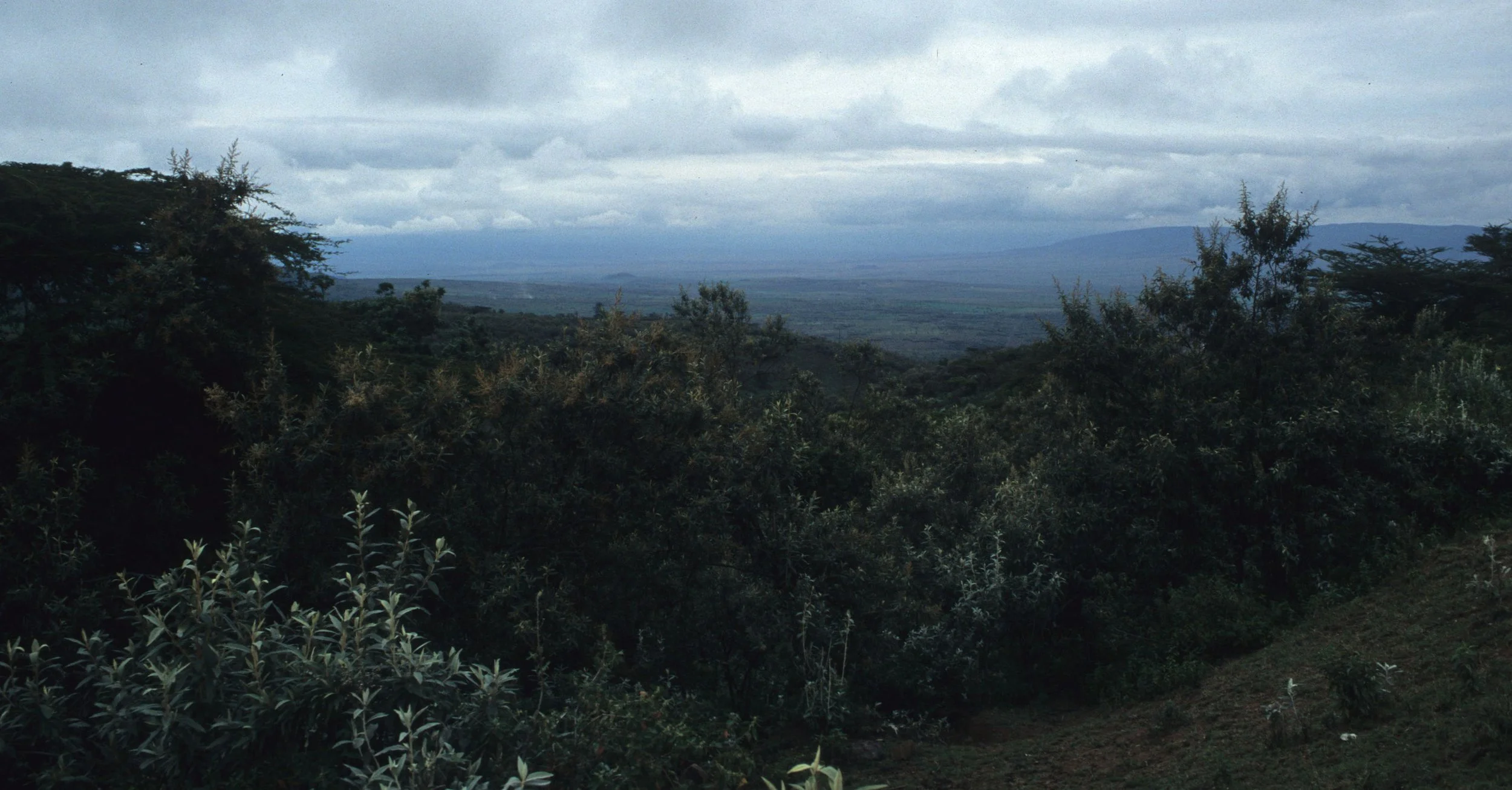 SERENGETI - RIFT VALLEY.jpg