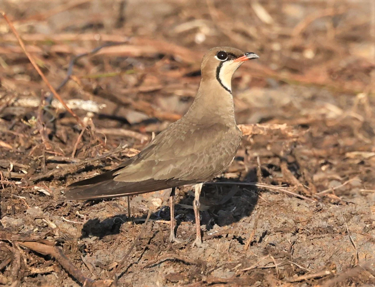 PRATINCOLE - ORIENTAL PRATINCOLE - Glareola maldivarum - TAP YAO RICEFIELDS LAT KRABANG - APRIL 23 2022 (9).jpg