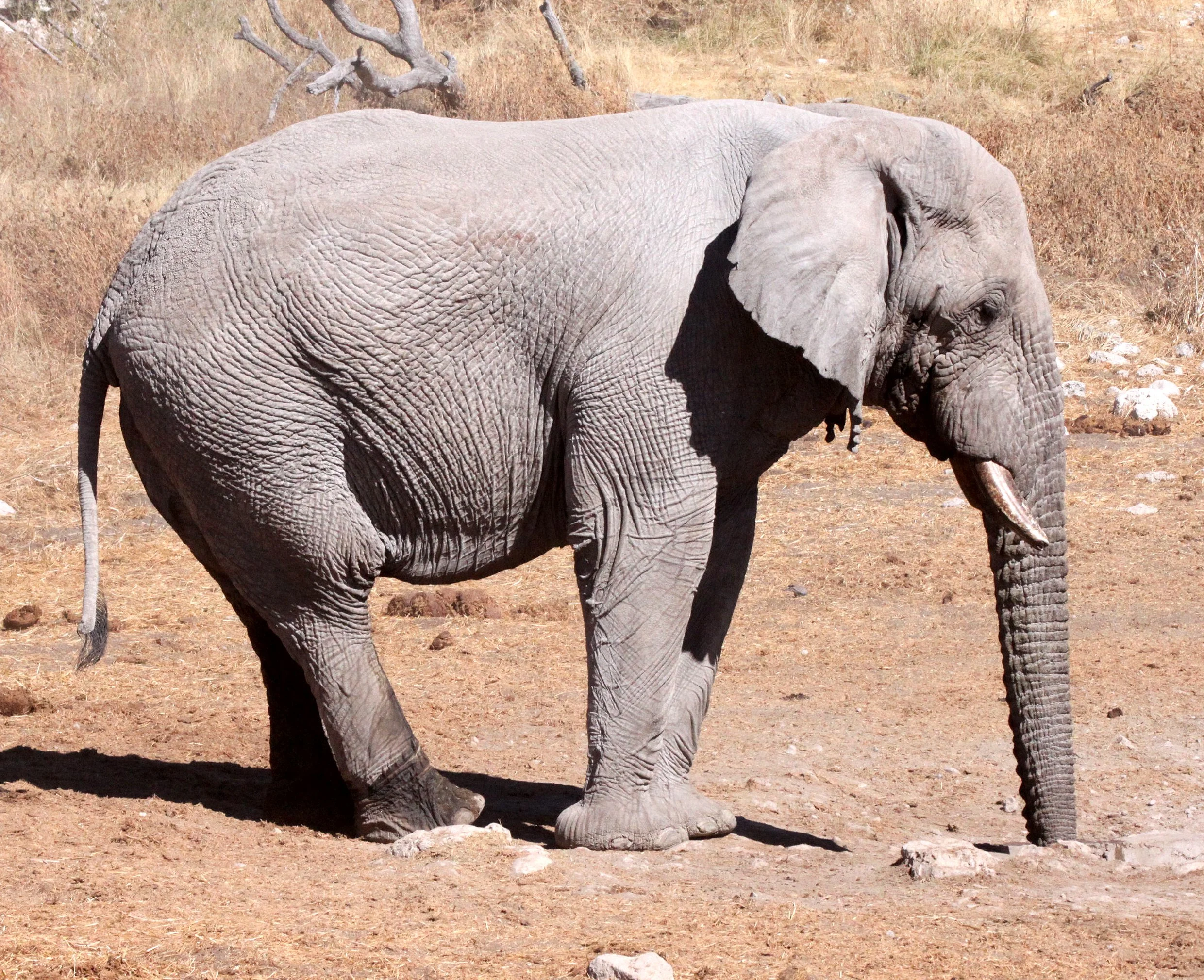 ELEPHANT - AFRICAN ELEPHANT - ETOSHA NATIONAL PARK NAMIBIA (128).JPG