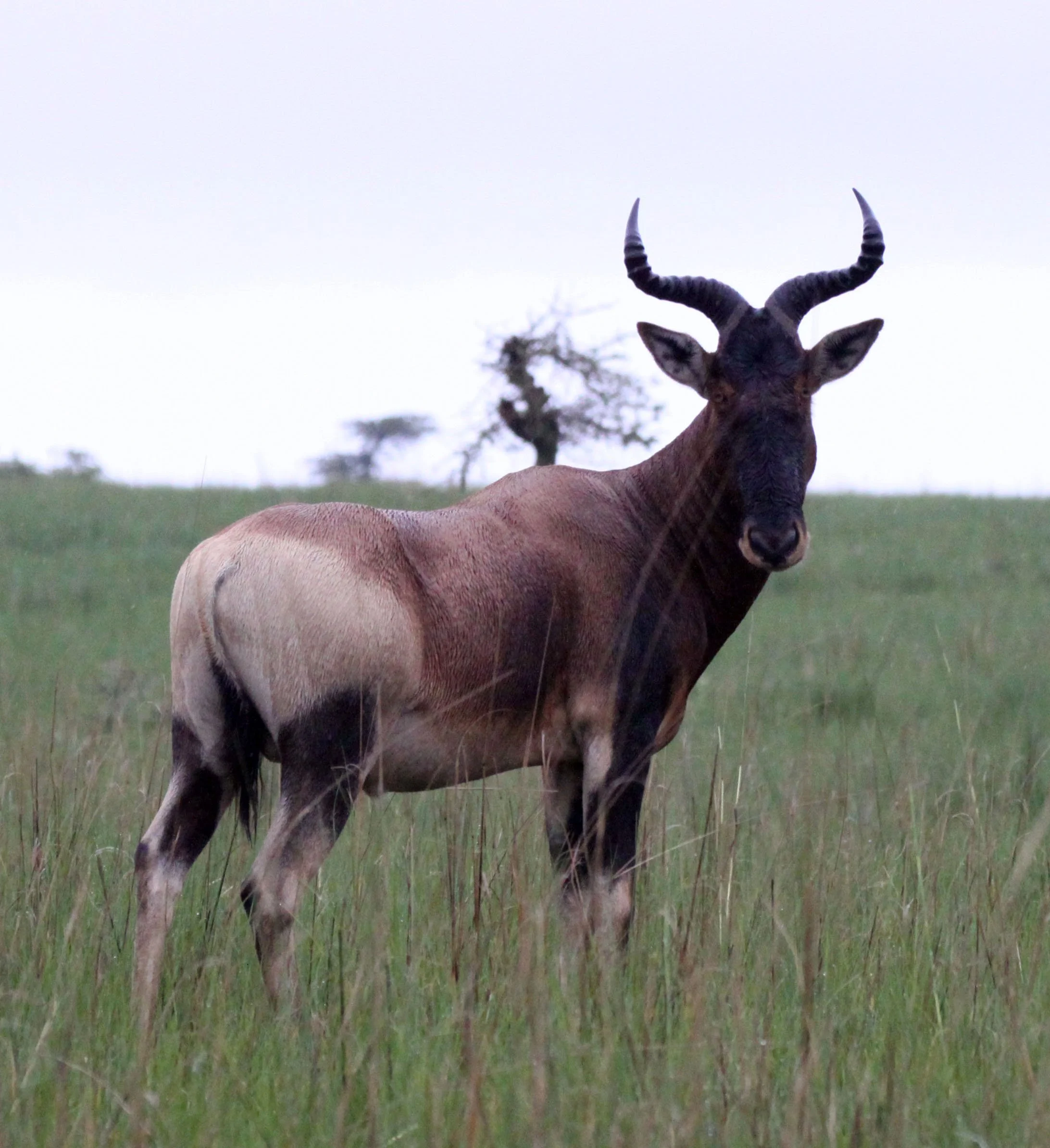 HARTEBEEST - SWAYNE'S HARTEBEEST - Alcephalus swaynei - SENKELE SANCTUARY ETHIOPIA (44).JPG