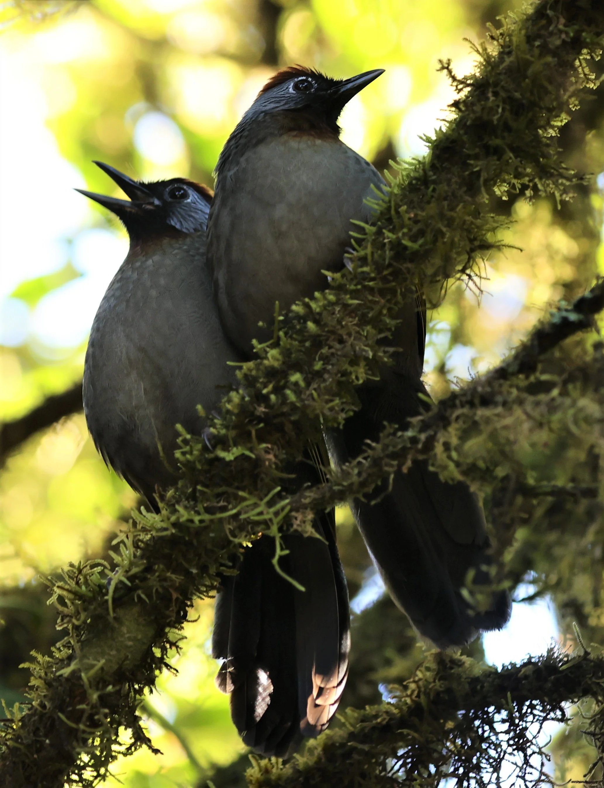 LAUGHINGTHRUSH - SILVER-EARED LAUGHINGTHRUSH - Trochalopteron melanostigma - DOI INTHANON NP CHIANG MAI, DEC 2021 (4).jpg