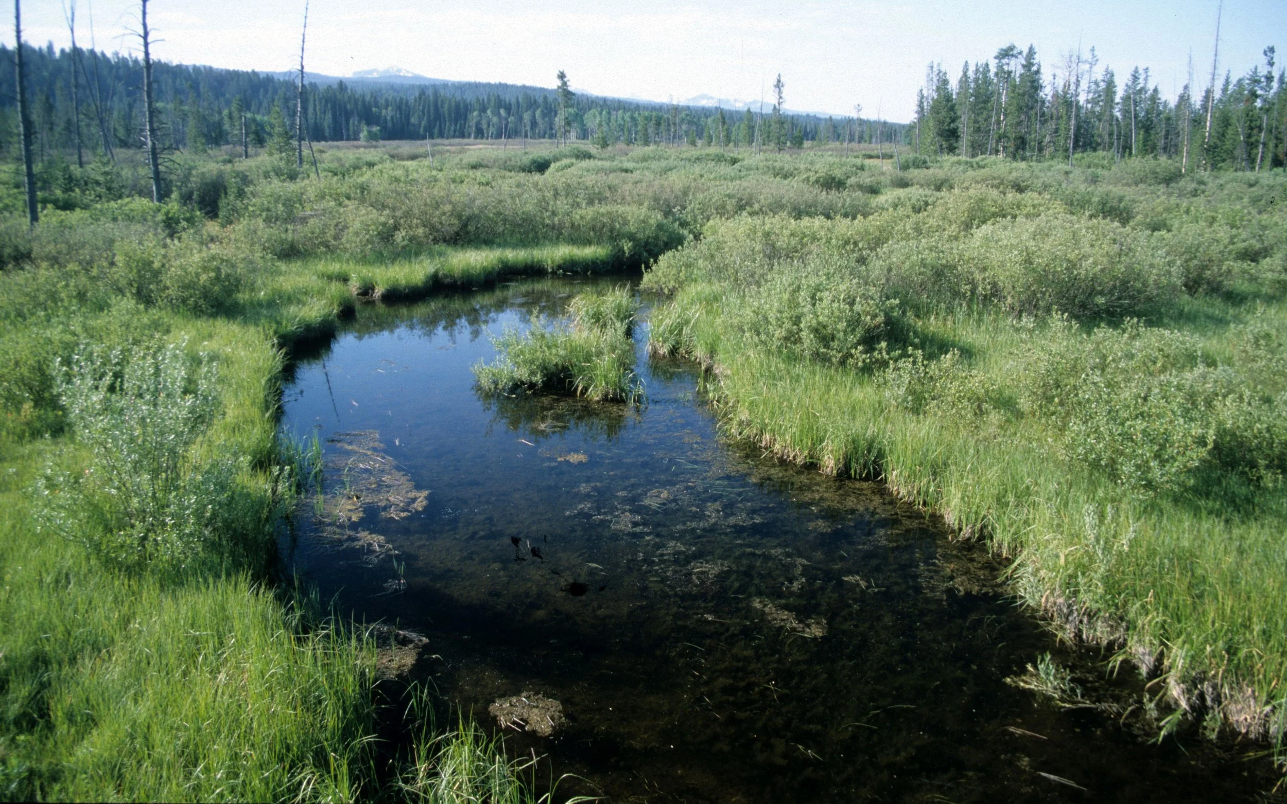 YELLOWSTONE - YELLOWSTONE RIVER TRIBUTARY.jpg