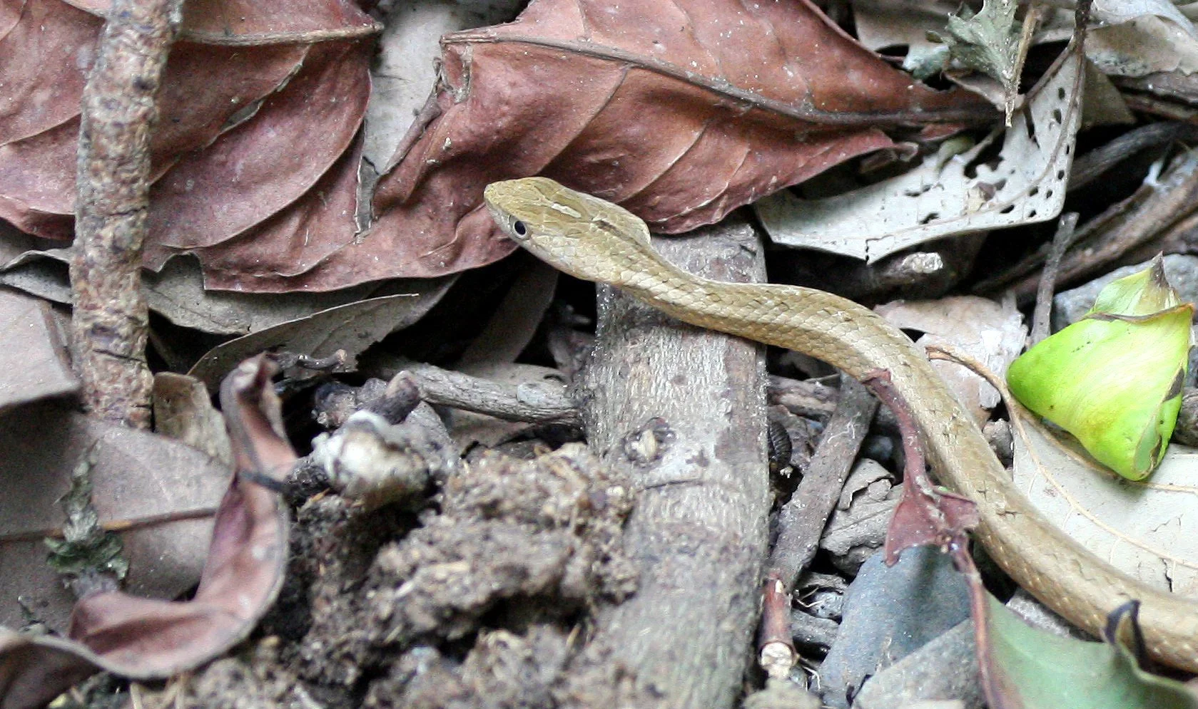 REPTILE - SNAKE - TAIWAN - SUBTROPICAL FOREST (3).jpg