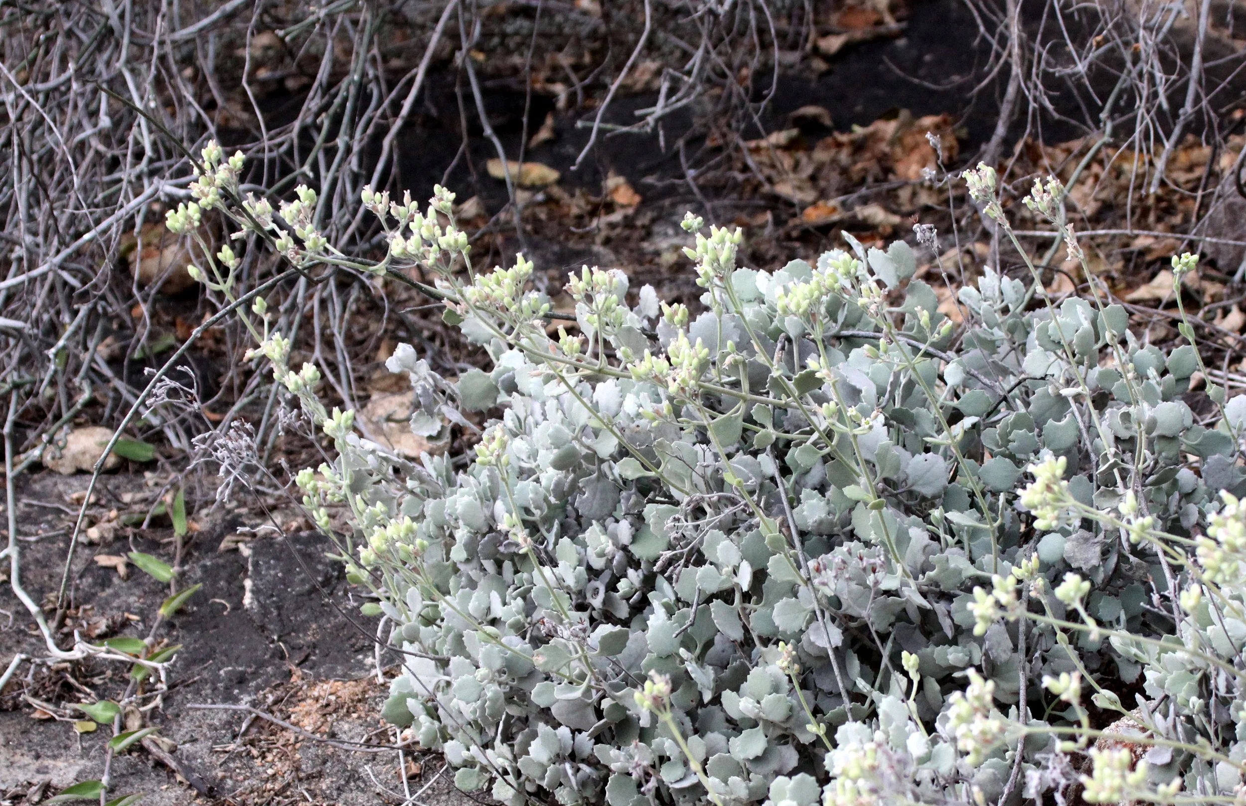 PLANT - ANDOHAHELA NATIONAL PARK MADAGASCAR (8).JPG