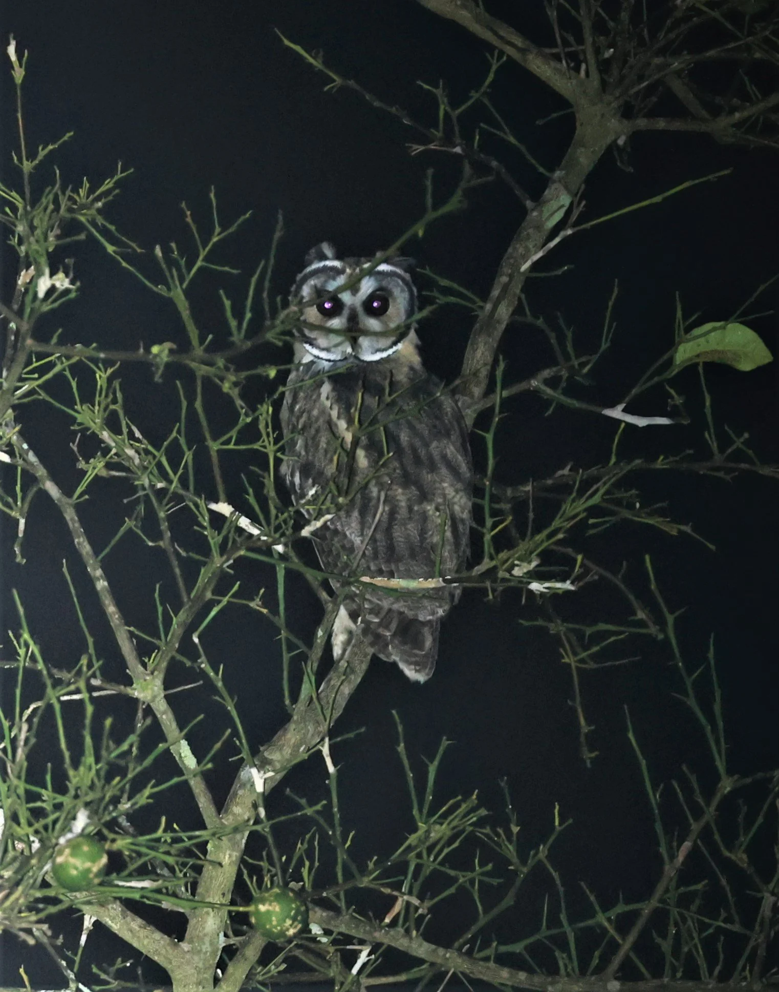 Owl - Striped Owl - Asio clamator - Fazenda Garibaldi, Sao Paulo State (3).jpg