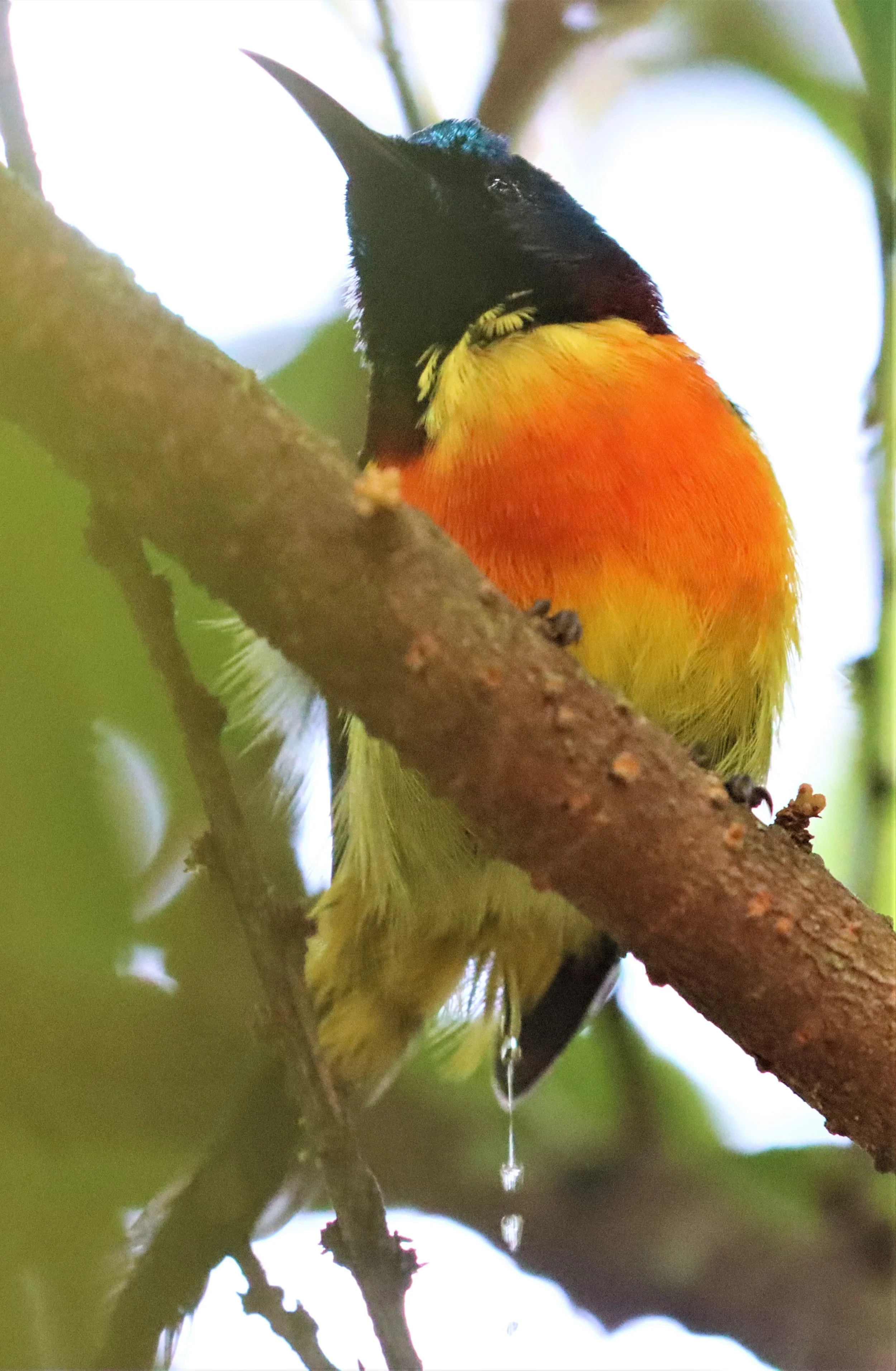 SUNBIRD - DOI INTHANON GREEN-TAILED SUNBIRD - Aethopyga nipalensis angkanensis - DOI INTHANON NP CHIANG MAI, DEC 2021 (57).jpg