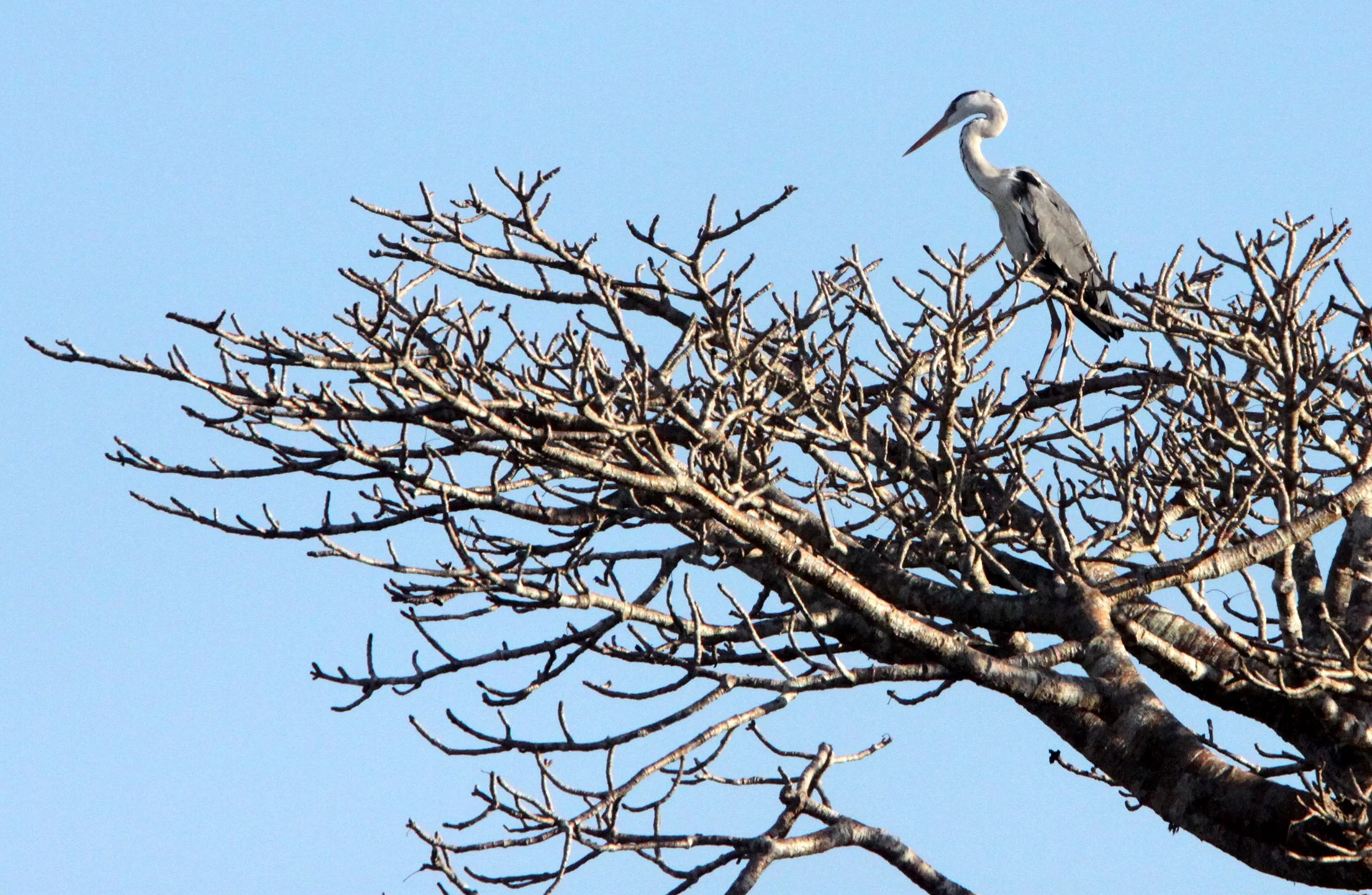 HERON - GREY HERON - Ardea cinerea - KIRINDY NATIONAL PARK - MADAGASCAR (1).JPG