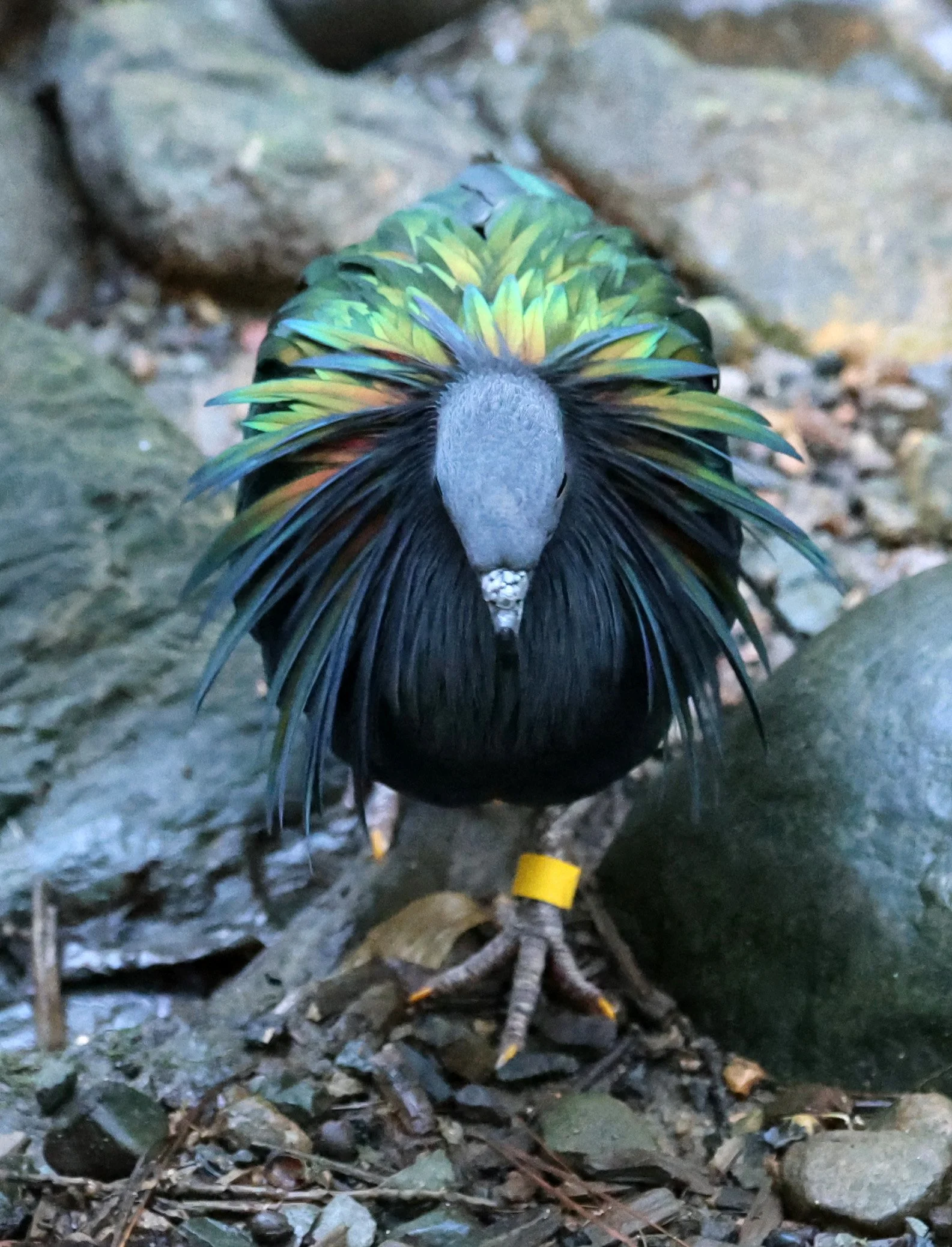 Nicobar Pigeon (Caloenas nicobarica) Lone Pine Wildlife Sanctuary Brisbane - Queensland (5).jpg
