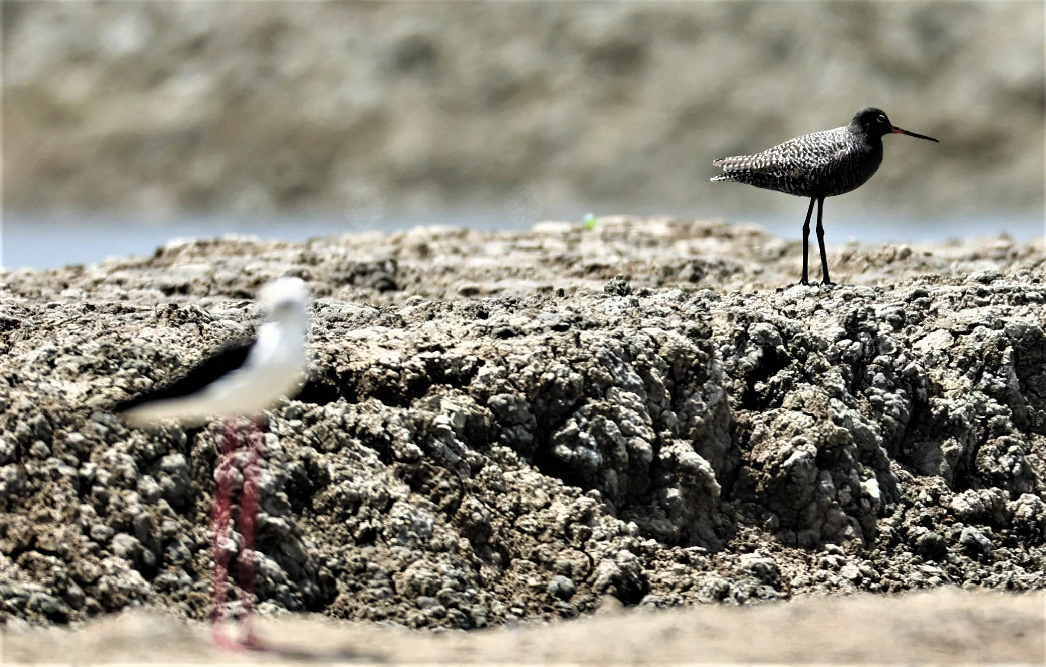 REDSHANK - SPOTTED REDSHANK - Tringa erythropus - CHACHOENGSAO SALT PONDS SALT CAFE MAY 7 2022 (47).jpg