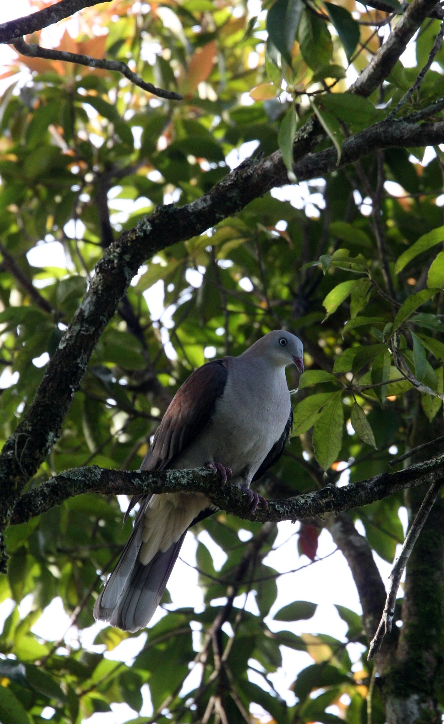 Mountain Imperial-Pigeon (Ducula badia) Kaeng Krachan NP Thailand (8).JPG