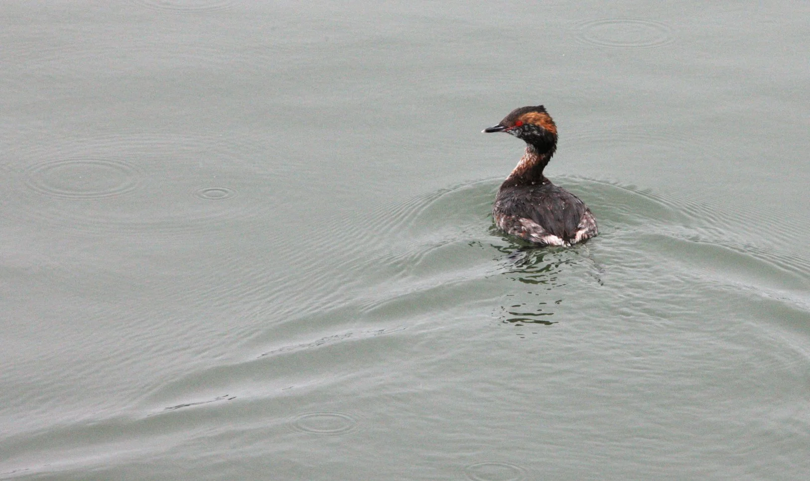Eared Grebe (Podiceps nigricollis) Arcata Harbor California (5).JPG