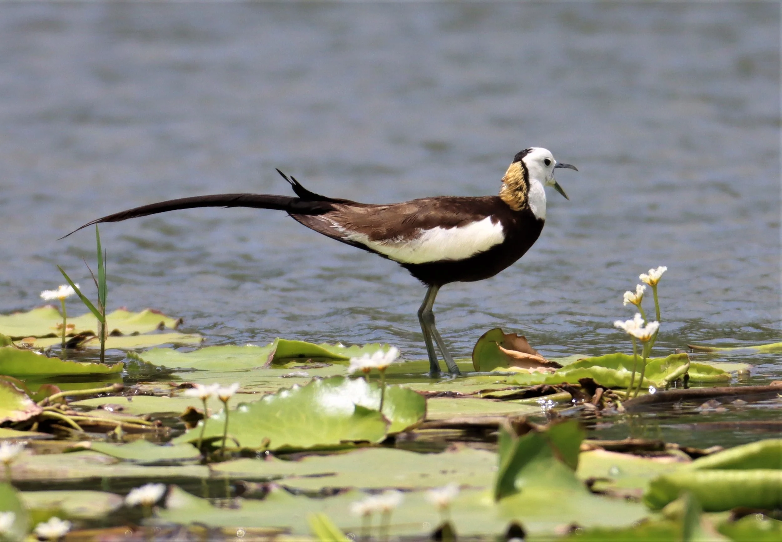 JACANA - PHEASANT-TAILED JACANA - Hydrophasianus chirurgus - BANG KHAEM WETLANDS NAKHON PATHOM - JUNE 24 2021 (12).jpg