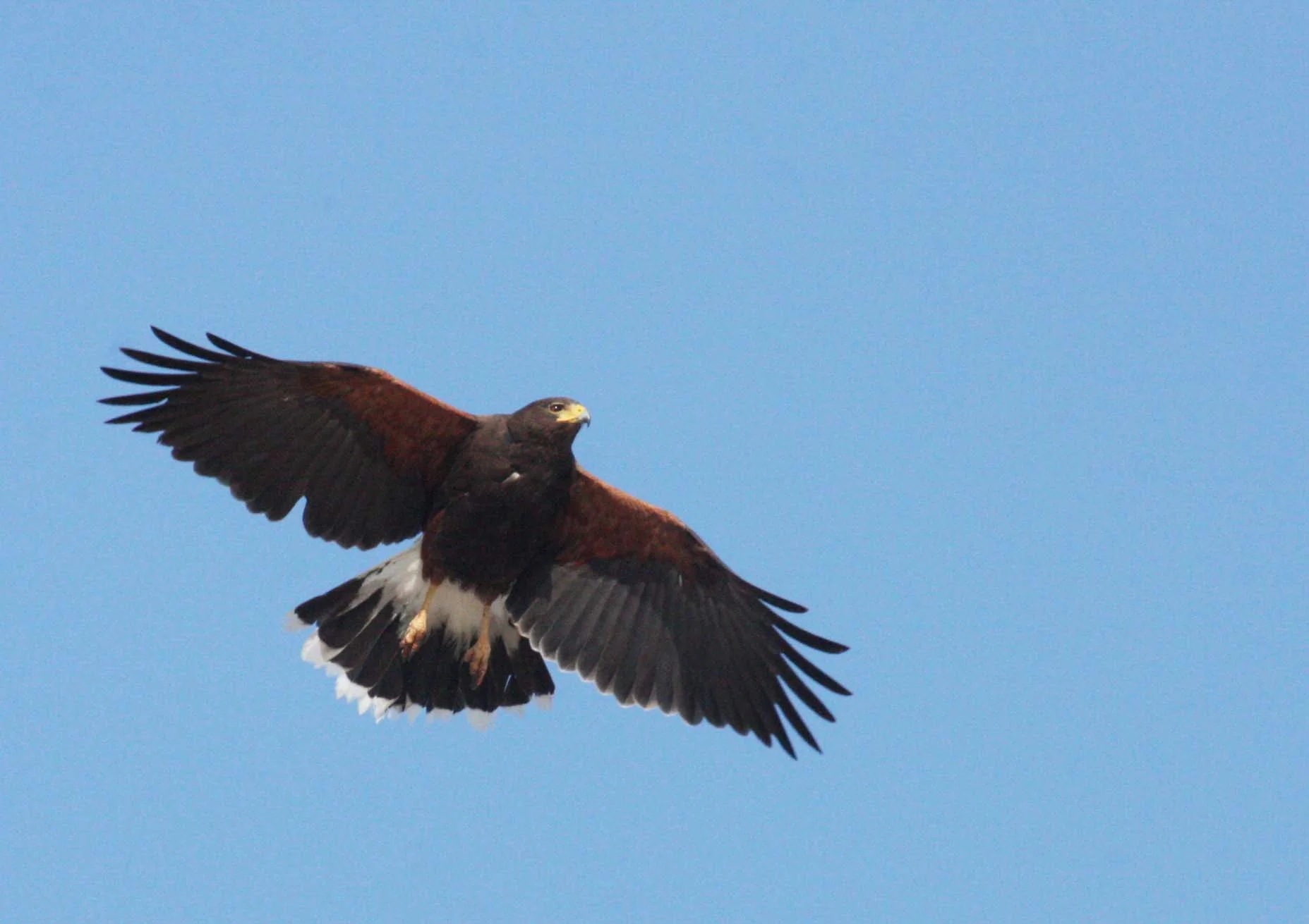 Parabuteo unicinctus - HARRIS'S HAWK - OJO DE LIEBRE LAGOON BAJA MEXICO (6).JPG