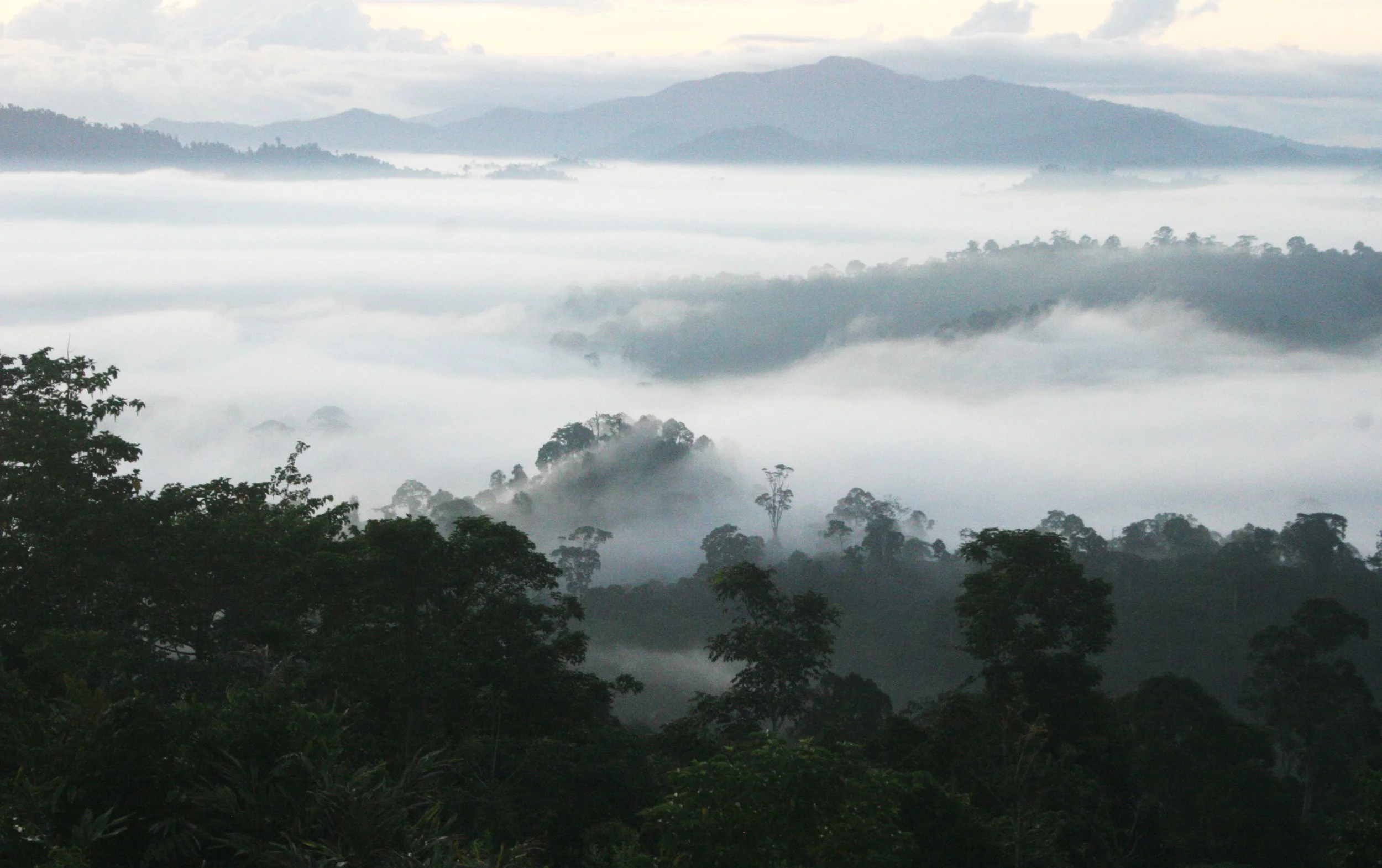 DANUM VALLEY BORNEO - SUNRISE OVER THE DANUM (99).JPG