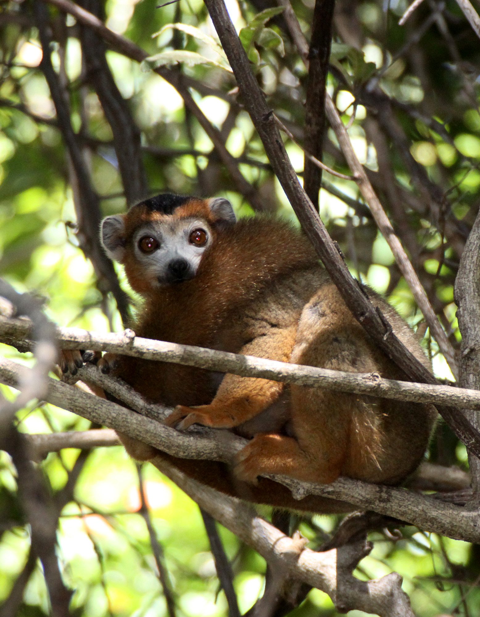 LEMURIDAE - Eulemur coronatus - CROWNED LEMUR - ANKARANA NATIONAL PARK MADAGASCAR (17).JPG