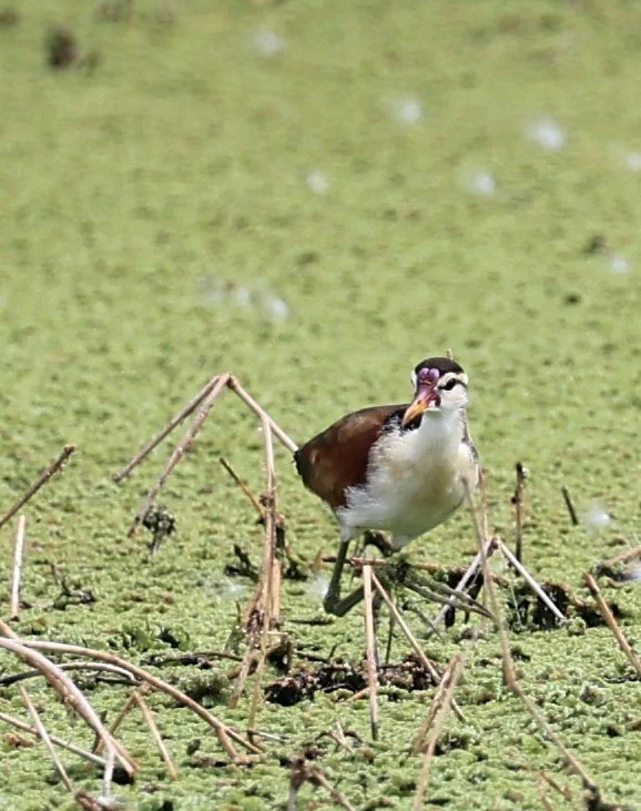 Wattled Jacana (Jacana jacana) Agua Dulce Paraguay (10).jpg