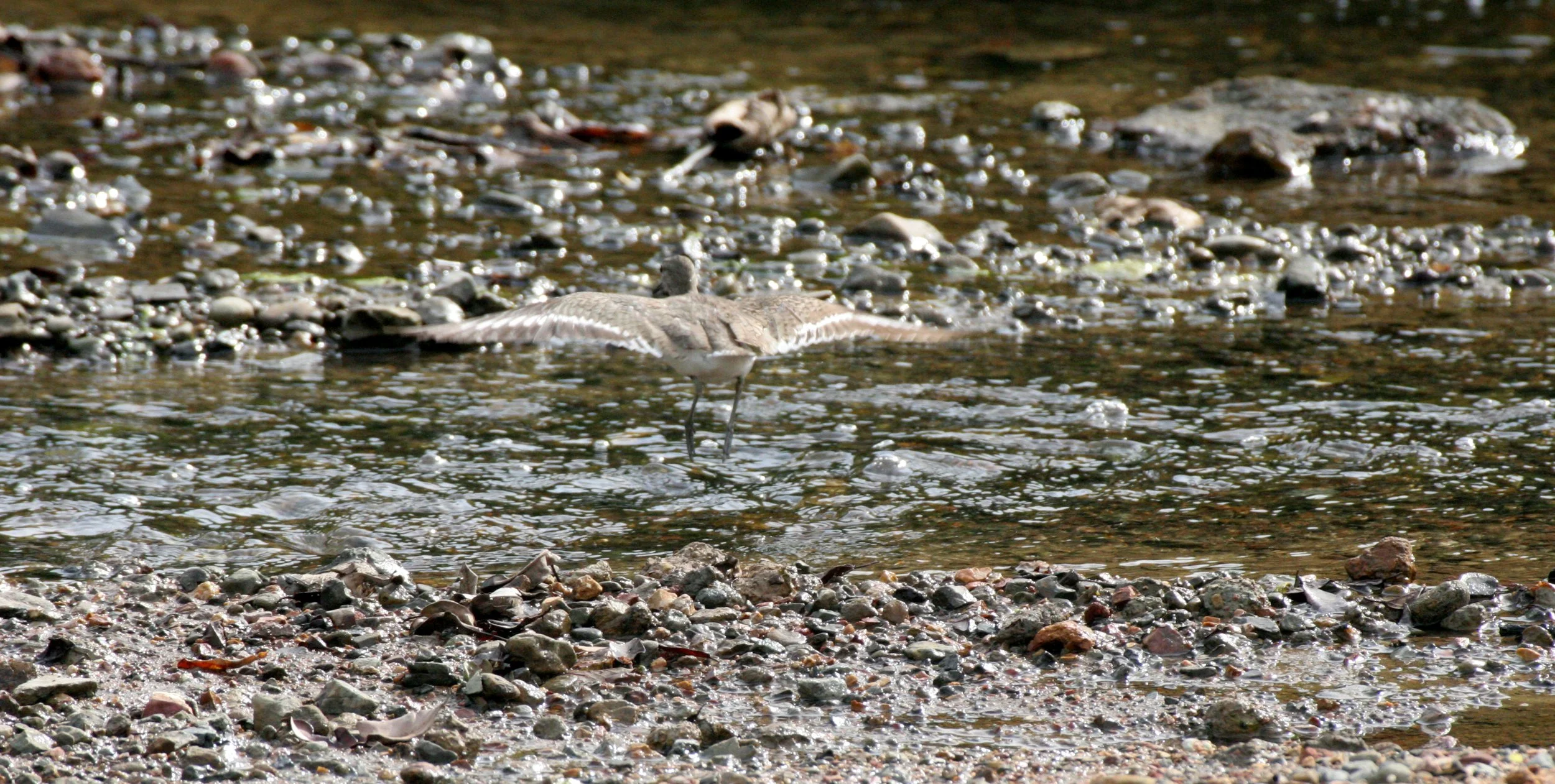 BIRD - SANDPIPER - COMMON SANDPIPER - TRINGA HYPOLEUCOS - TABIN WILDLIFE RESERVE BORNEO (4).JPG