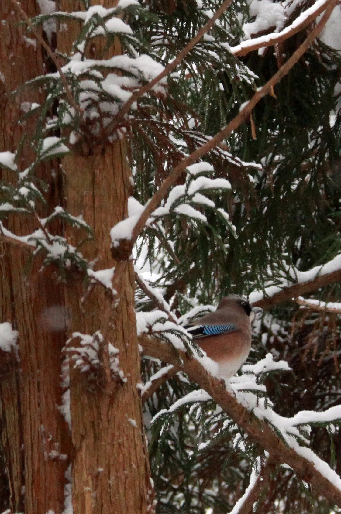 JIGOKUDANI ONSEN - NAGANO PREFECTURE JAPAN - FOREST SCENCES (34).JPG