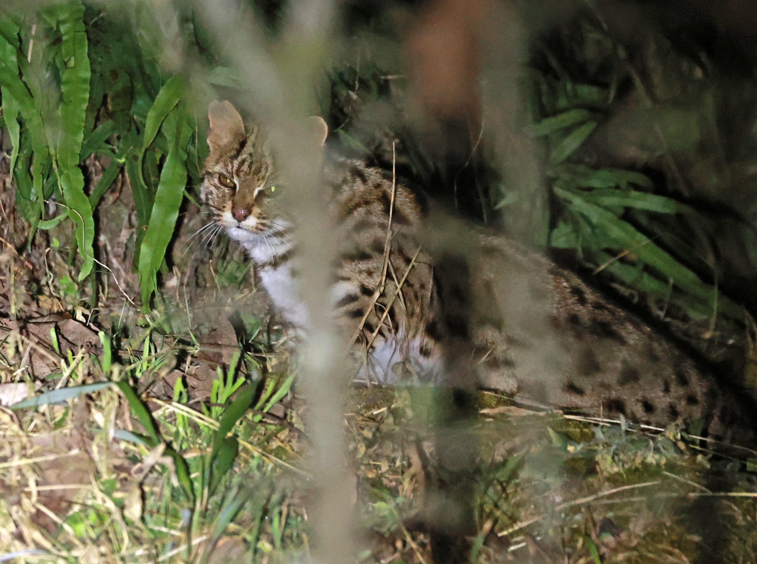 Mainland Leopard Cat (Prionailurus bengalensis) Tangjiahe National Nature Reserve, Sichuan China (50).jpg
