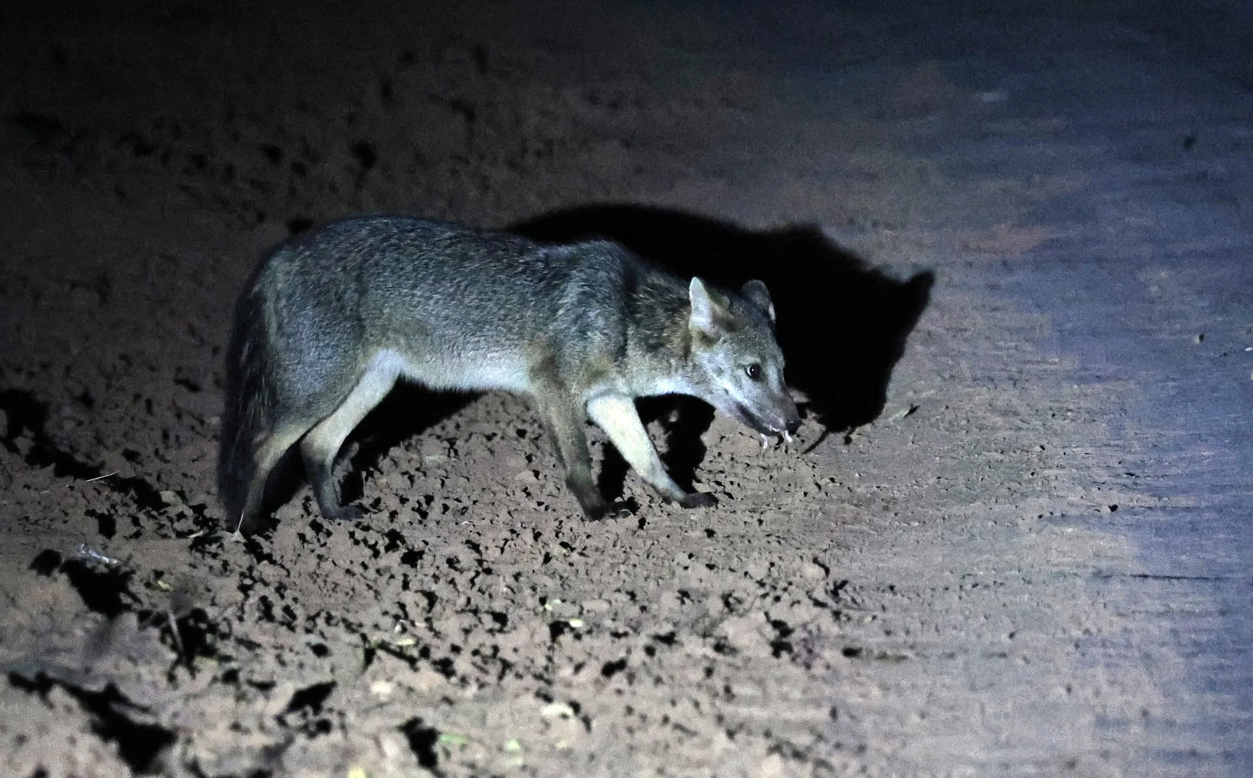 Crab-eating Fox (Cerdocyon thous) Agua Dulce Paraguay (45).jpg