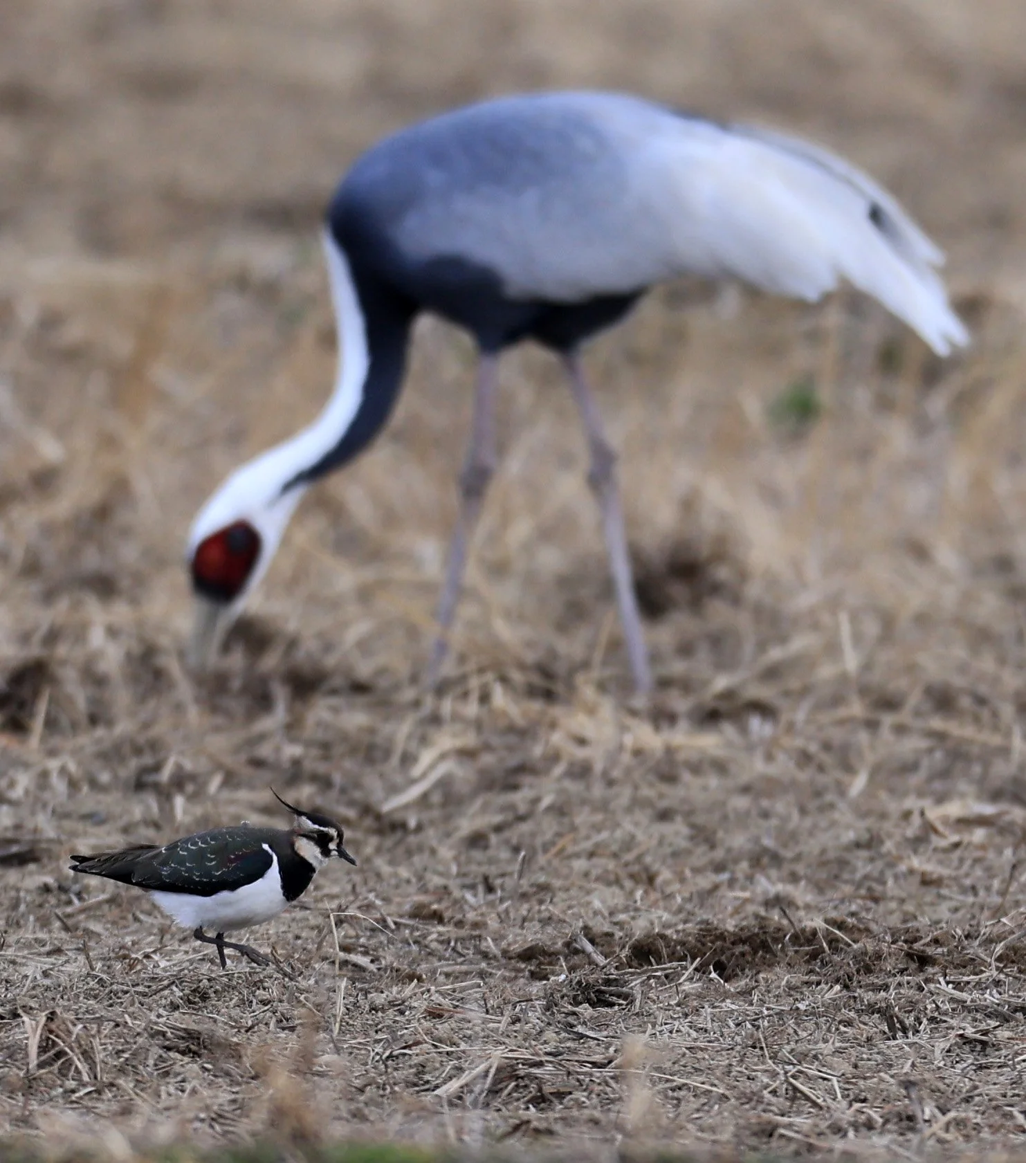 Northern lapwing (Vanellus vanellus) Izumi Crane Park & Center, Izumi Kagoshima Kyushu Japan 
