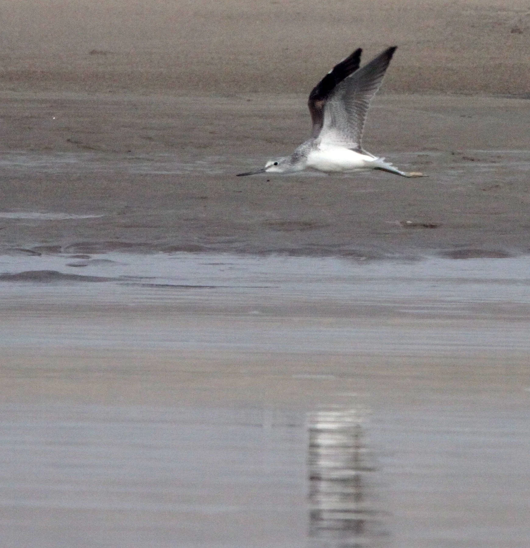 BIRD - GREENSHANK - COMMON GREENSHANK - TRINGA NEBULARIA - NANJI HILL RESERVE - POYANG LAKE JIANGXI PROVINCE CHINA (9).JPG