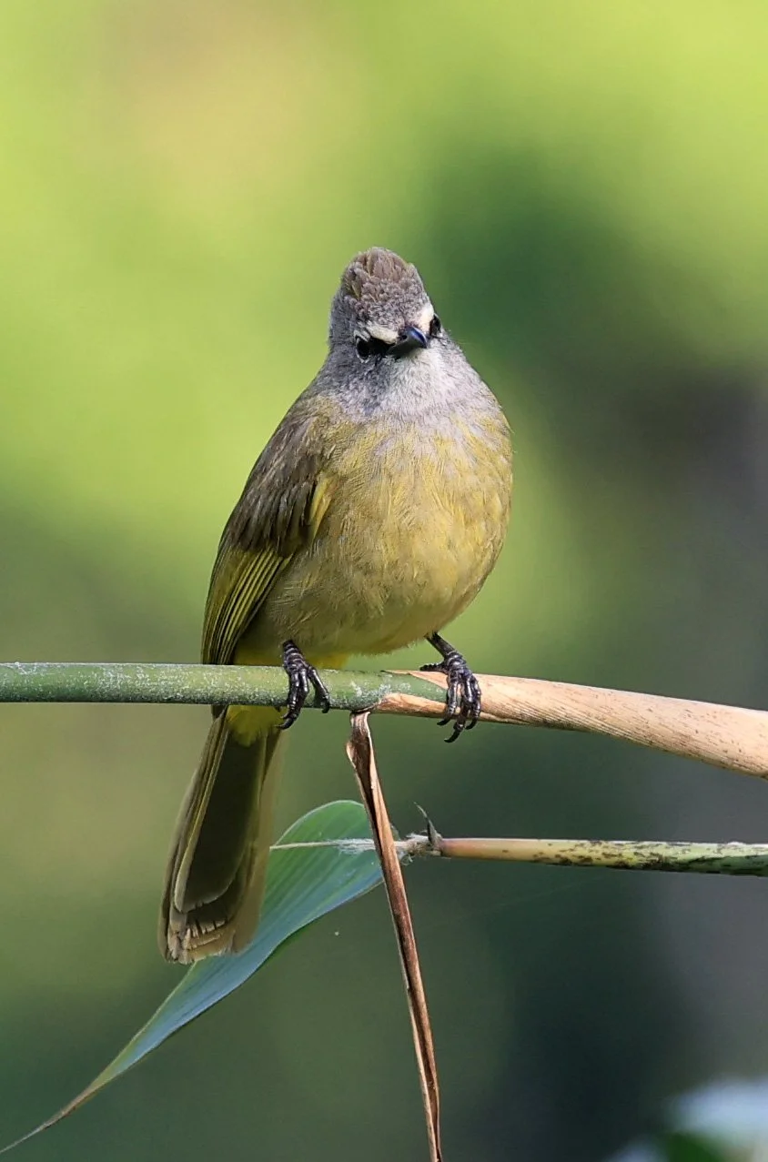 Flavescent Bulbul (Pycnonotus flavescens) Kaeng Krachan National Park ESS Expedition 2026 (5).jpg