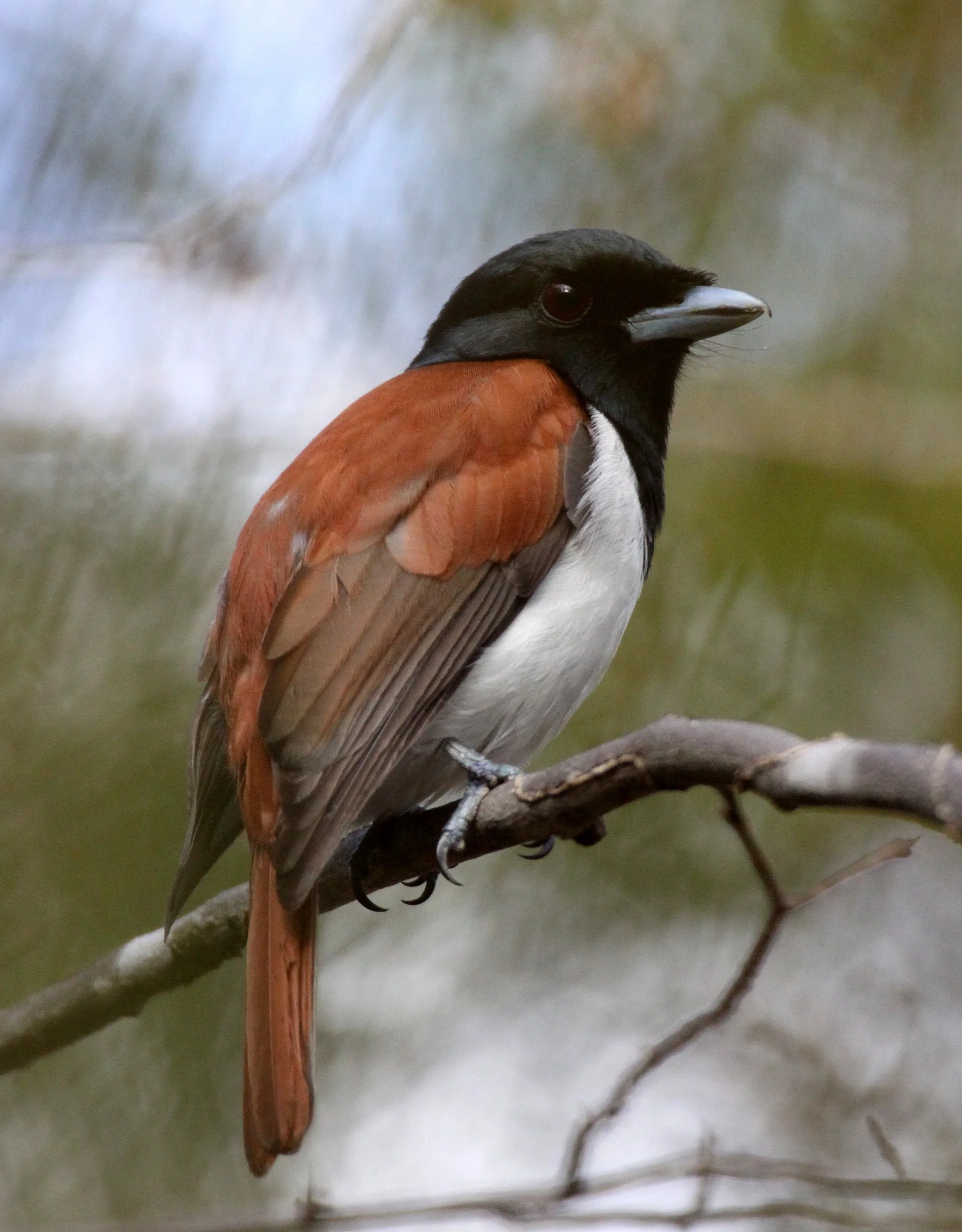 Schetba rufa - Rufous Vanga - Kirindy National Park, Madagascar (9).JPG